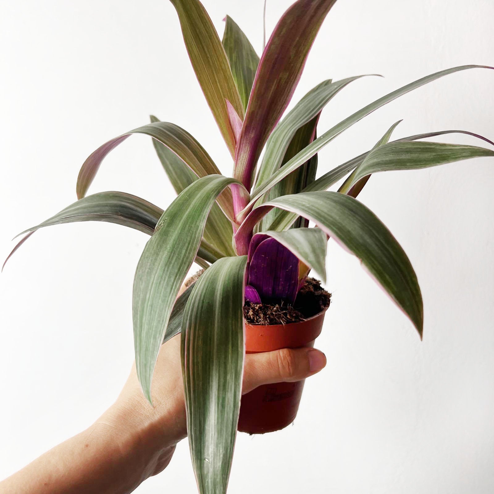 Tradescantia Spathacea Sitara