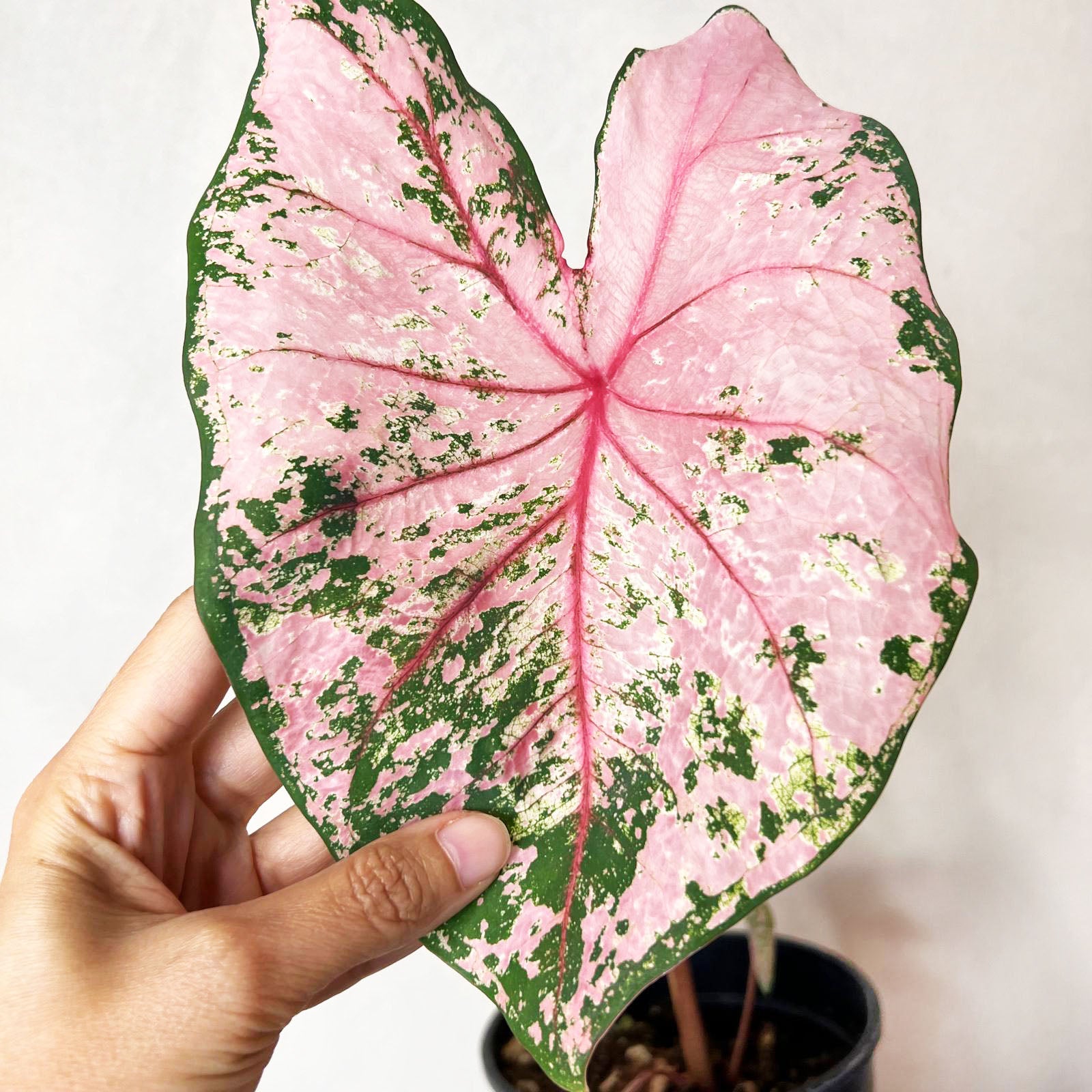 Caladium Pink Beauty /pianta
