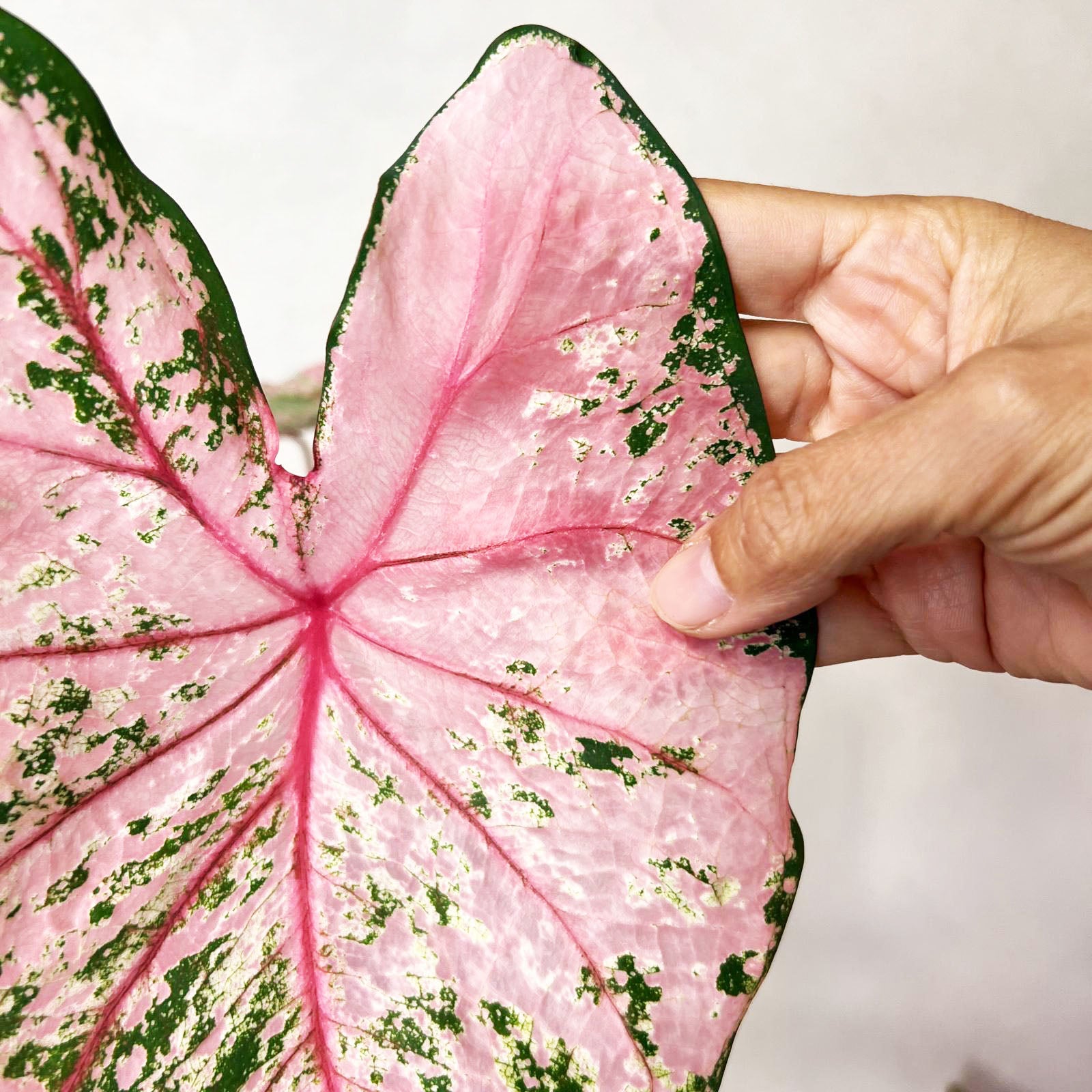 Caladium Pink Beauty /pianta