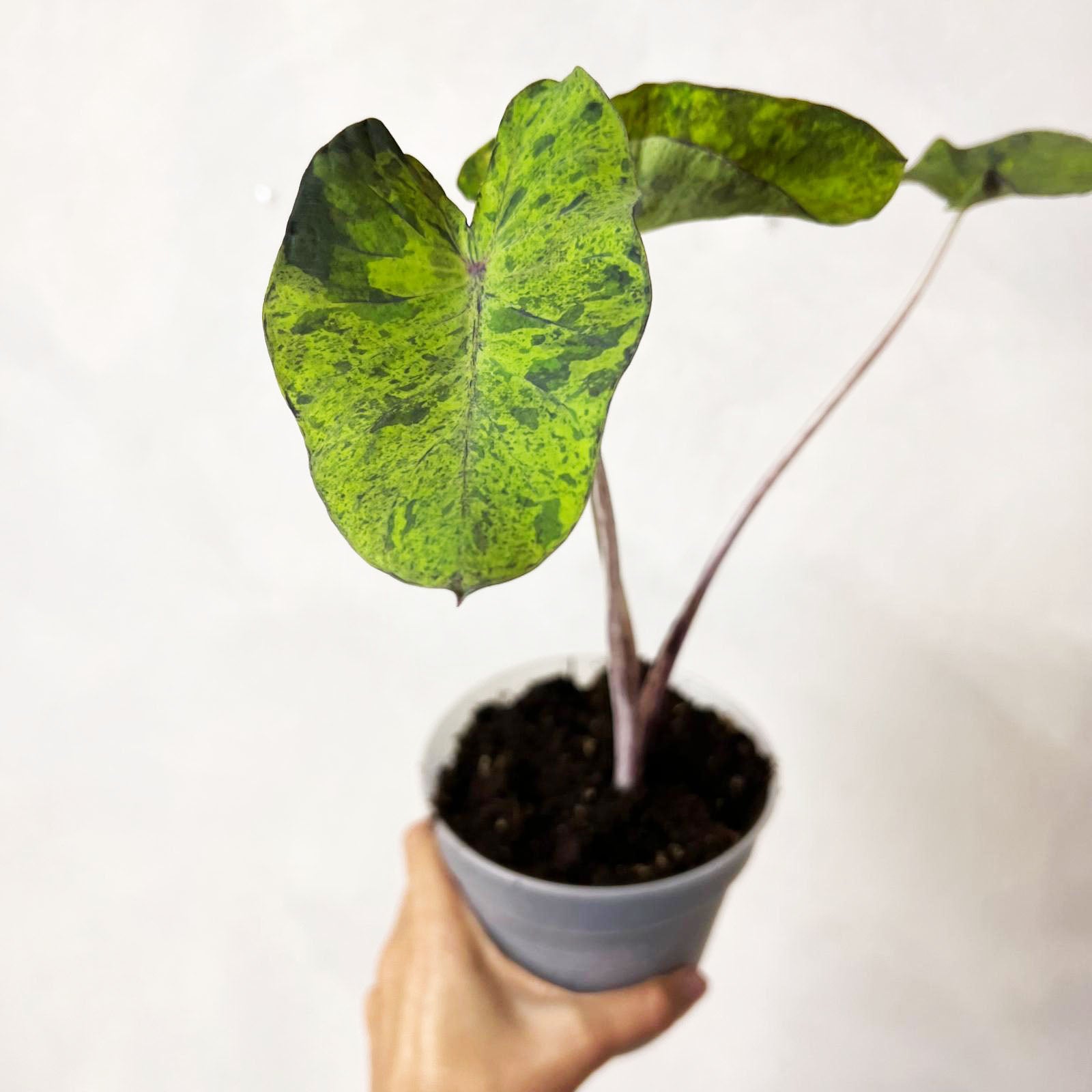 COLOCASIA MOJITO/ pianta