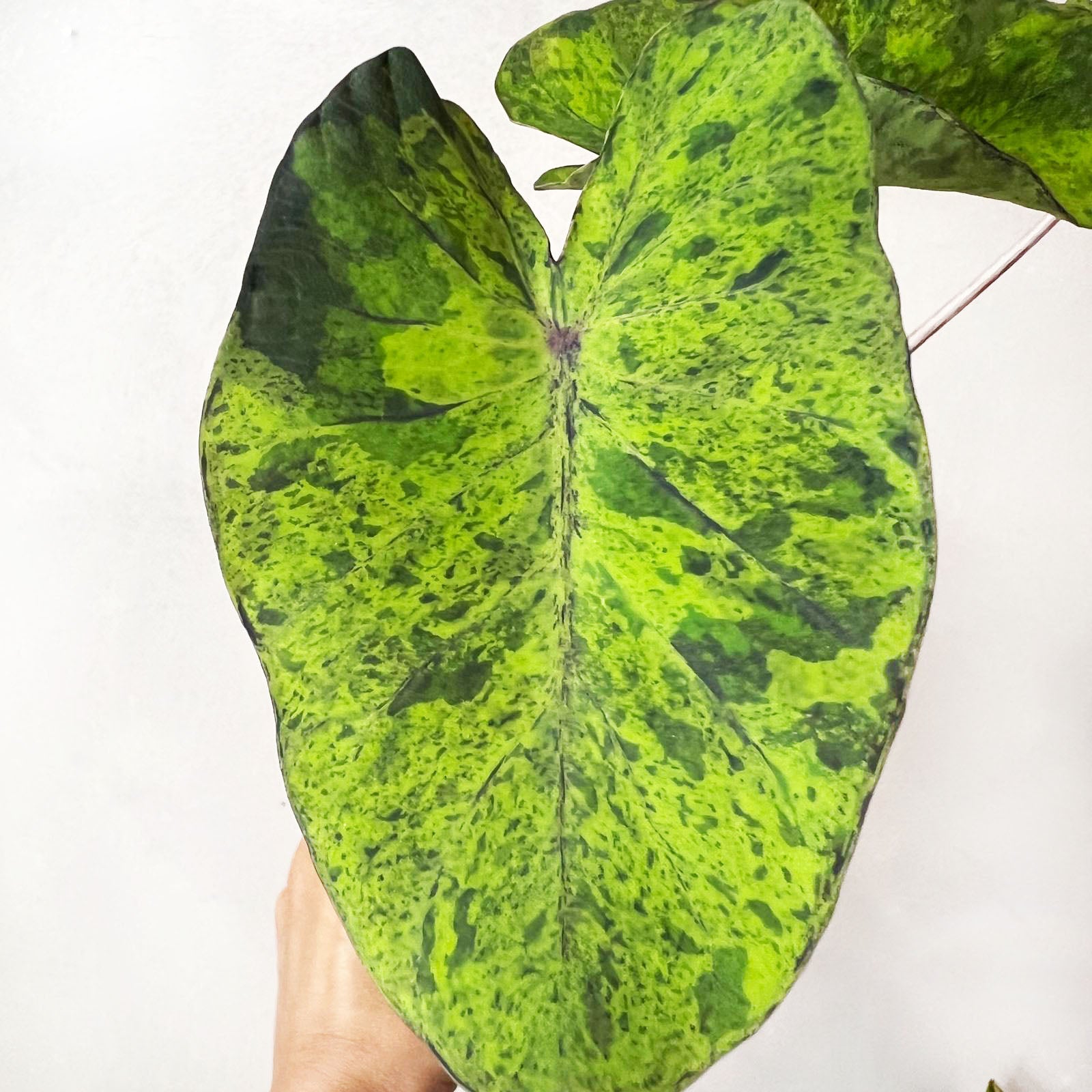 COLOCASIA MOJITO/ pianta