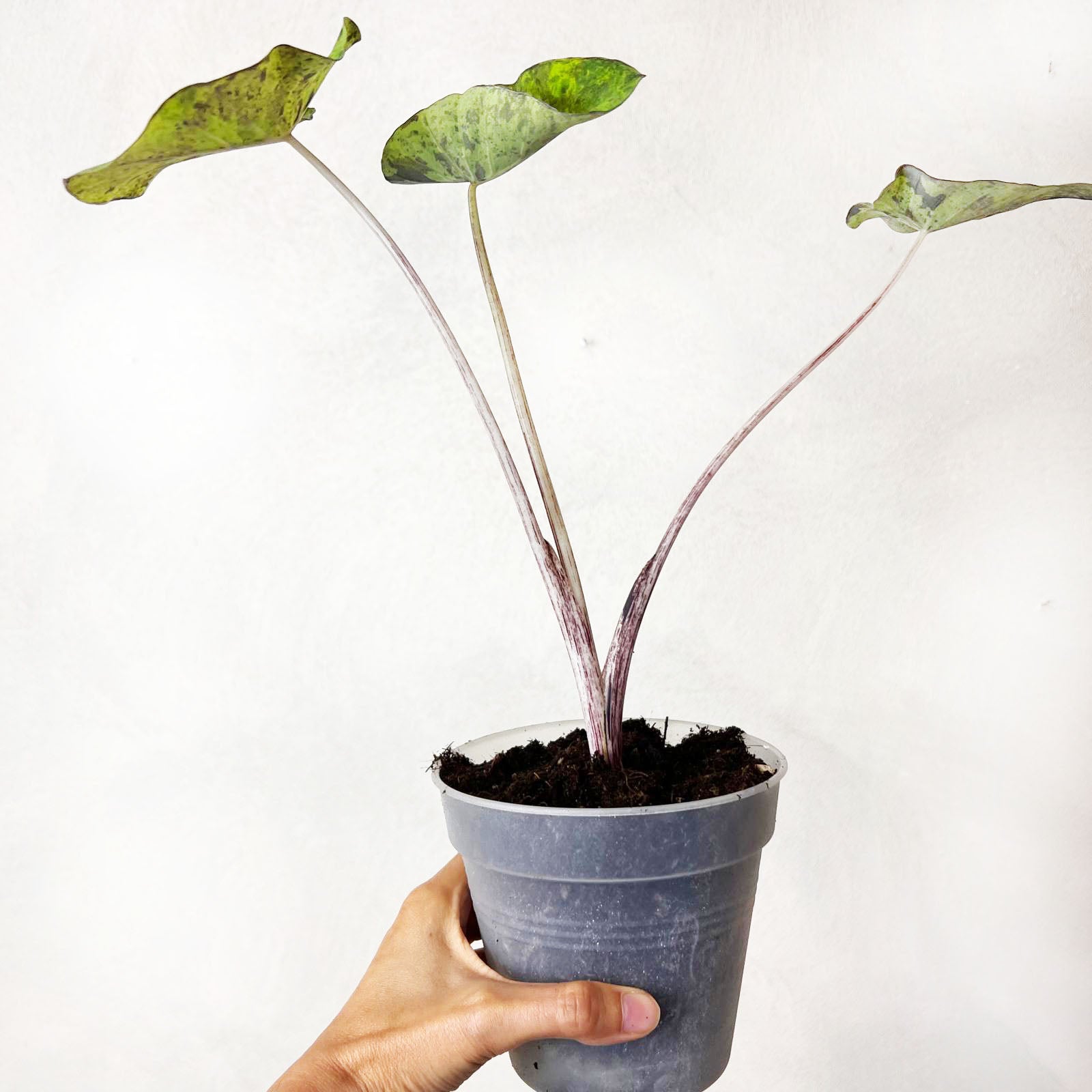 COLOCASIA MOJITO/ pianta