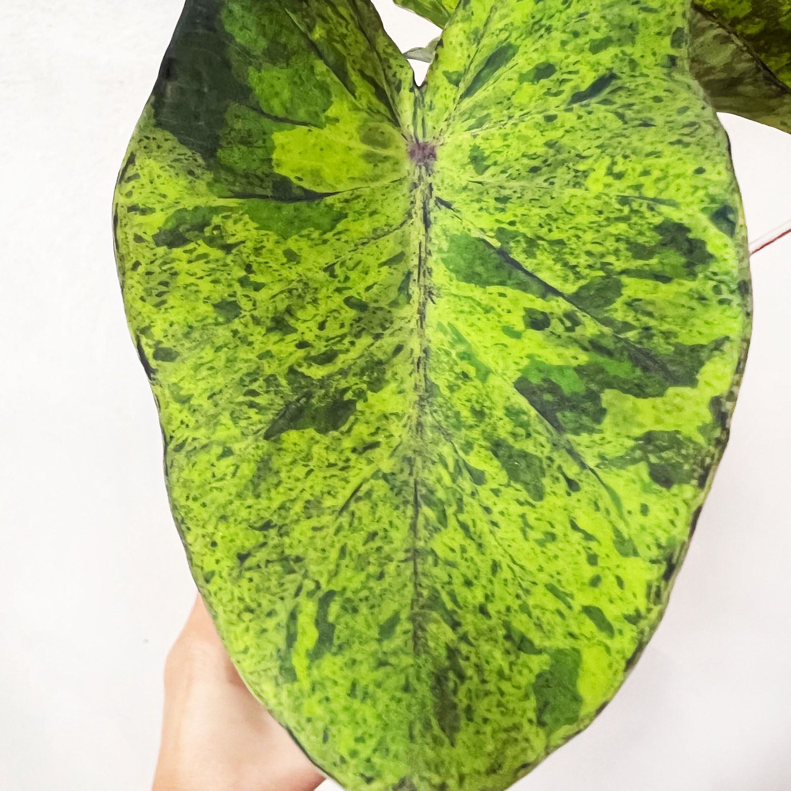 COLOCASIA MOJITO/ pianta
