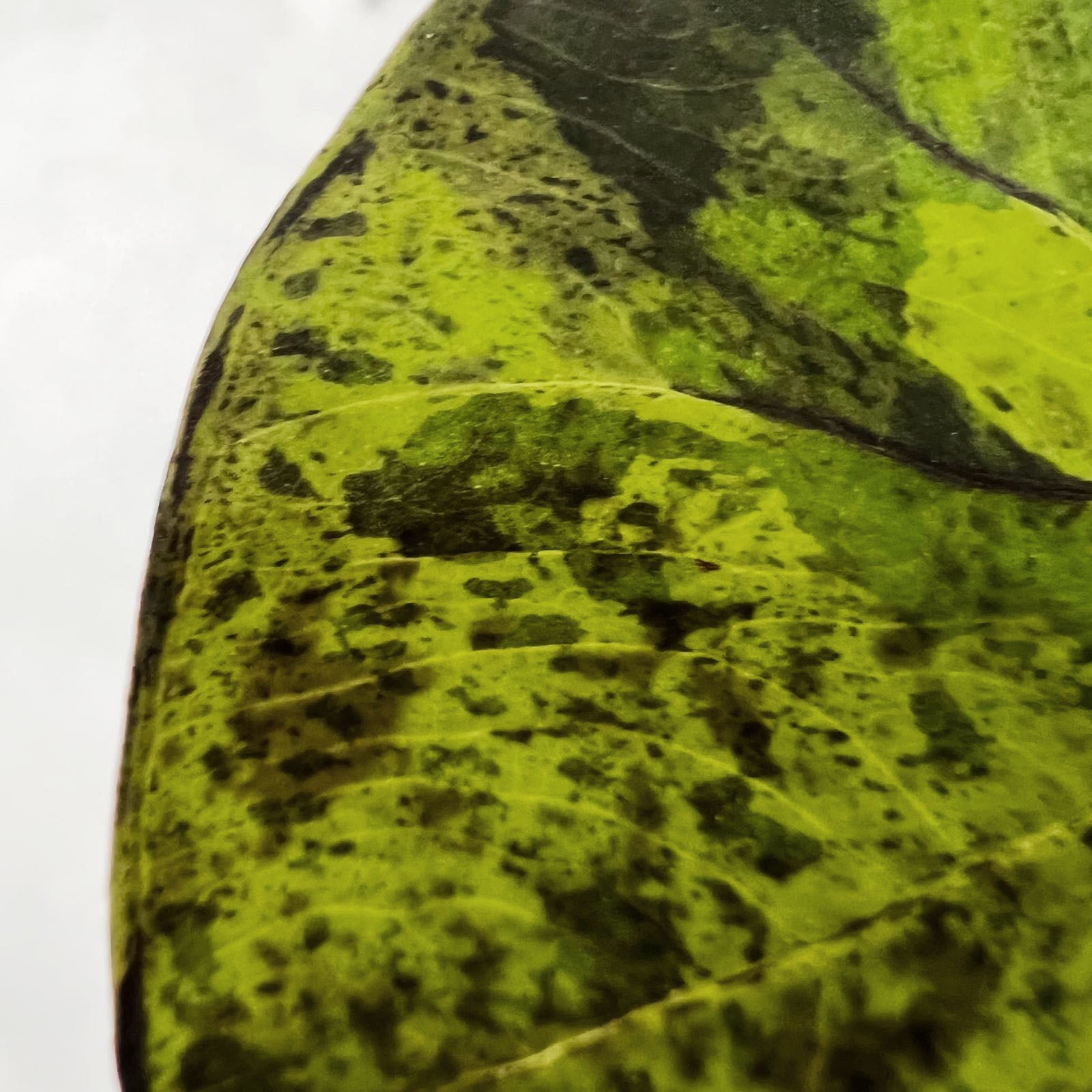 COLOCASIA MOJITO/ pianta