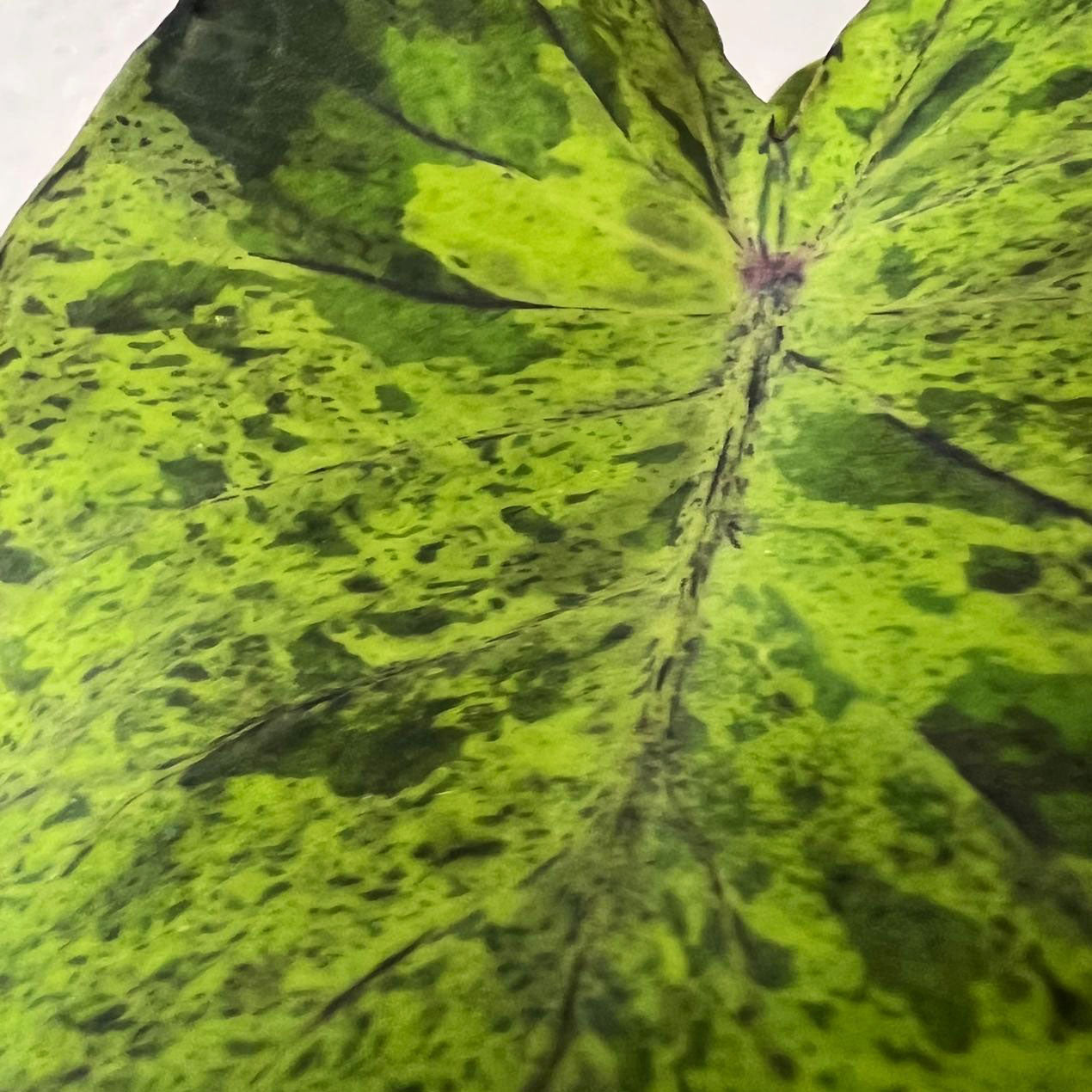 COLOCASIA MOJITO/ pianta