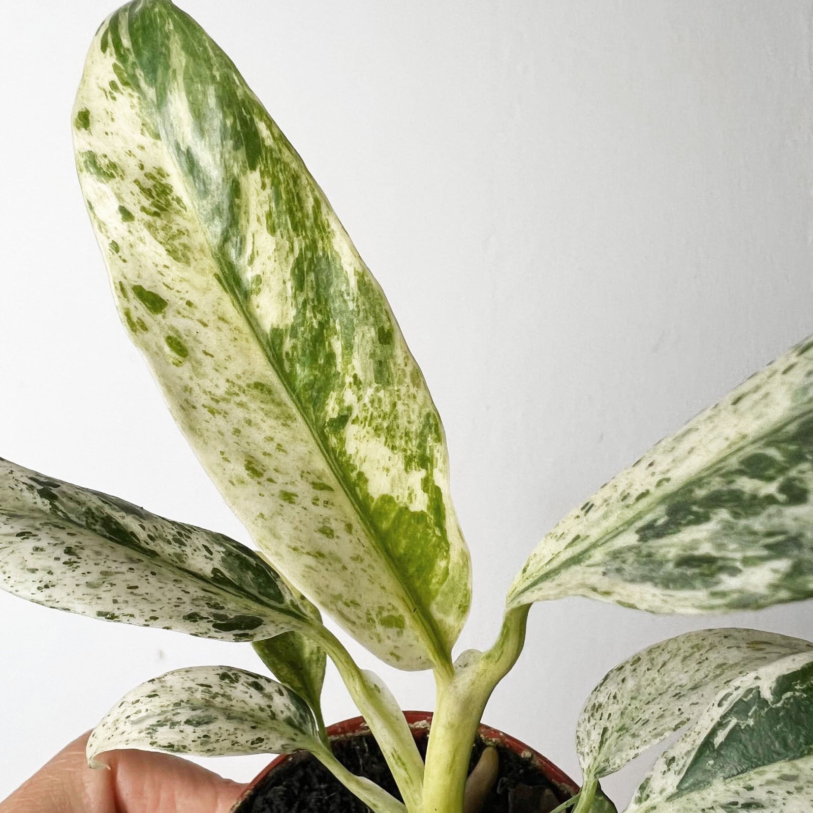 Rhaphidophora puberula Variegata