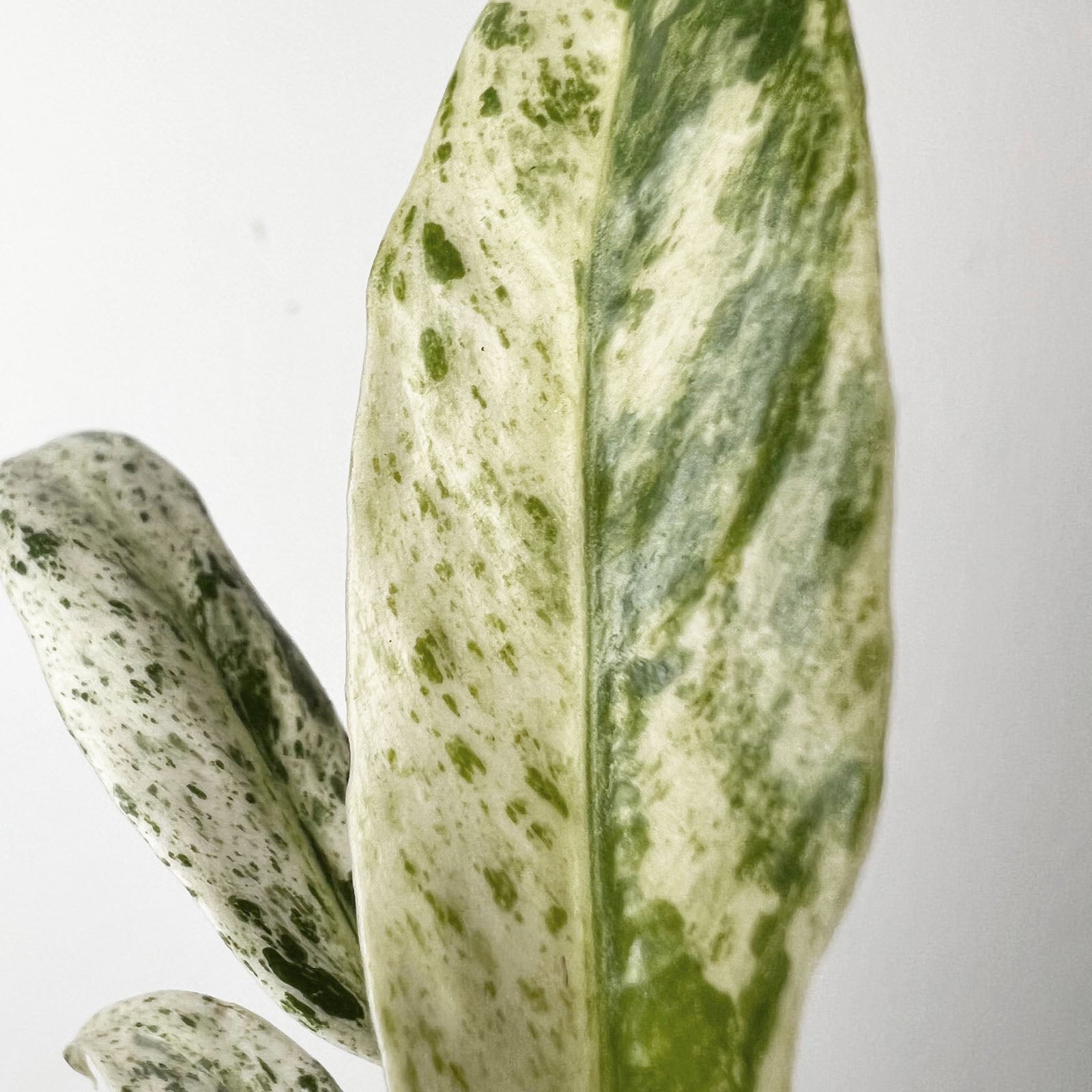 Rhaphidophora puberula Variegata