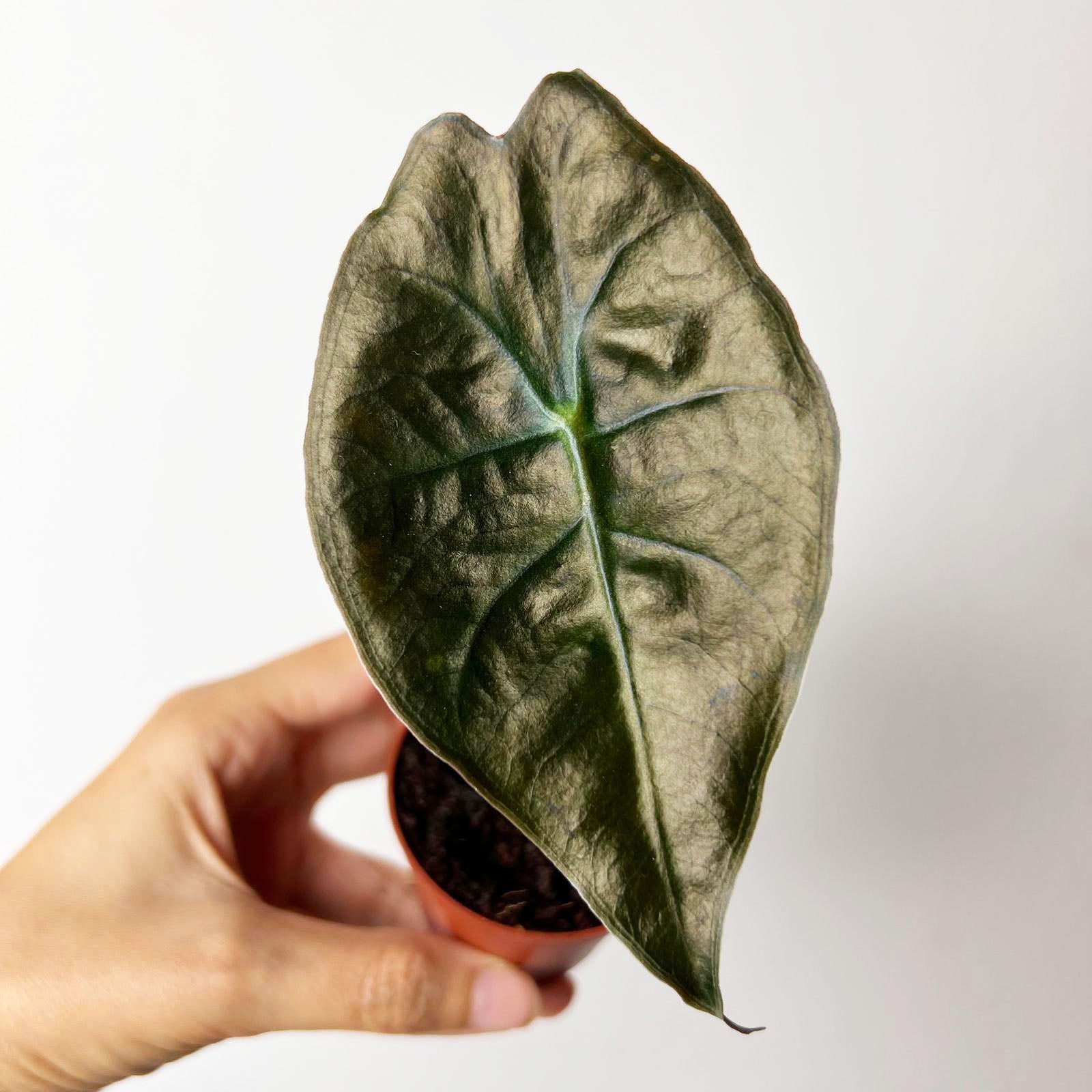 baby Alocasia suhirmaniana 'Red Petiole'