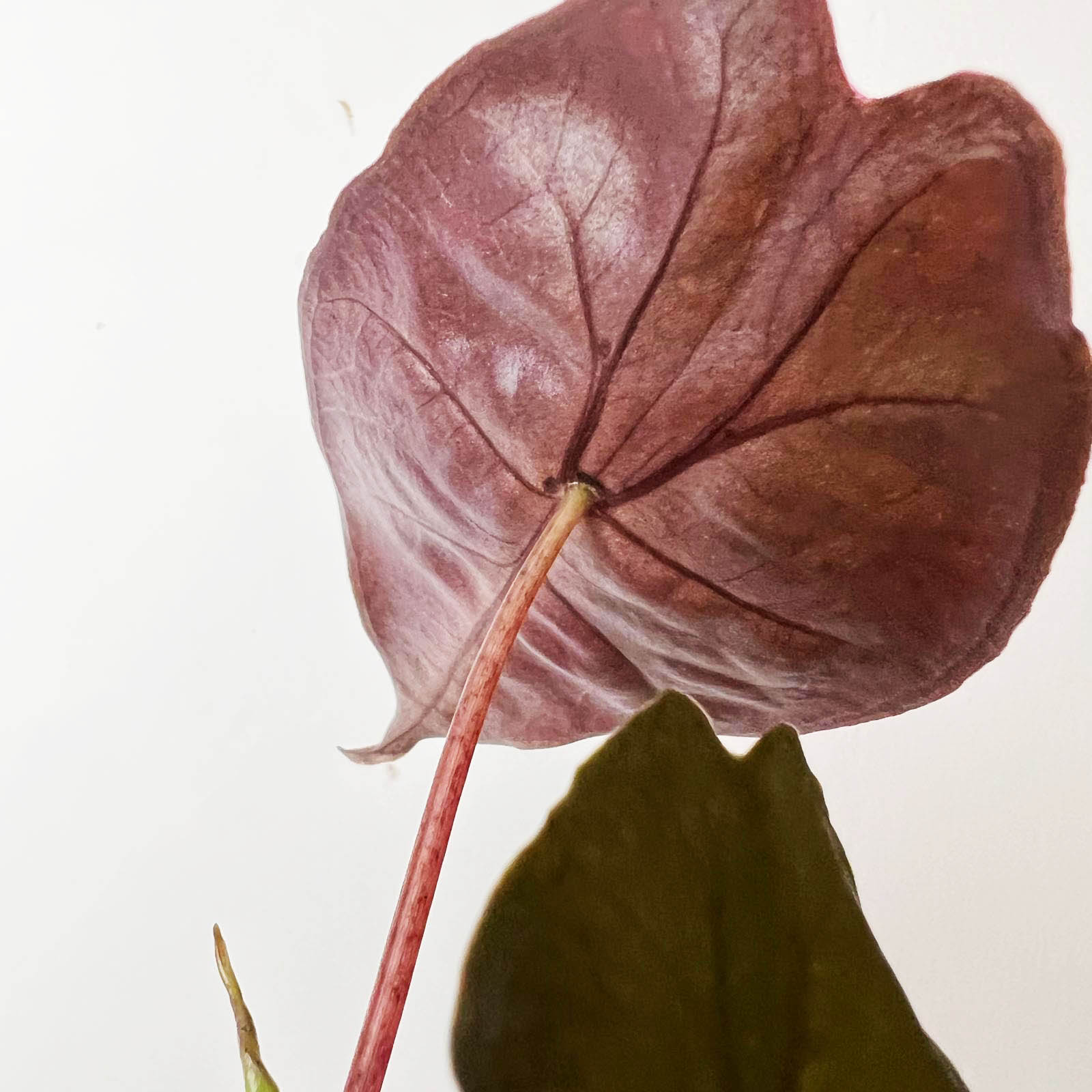 baby Alocasia suhirmaniana 'Red Petiole'