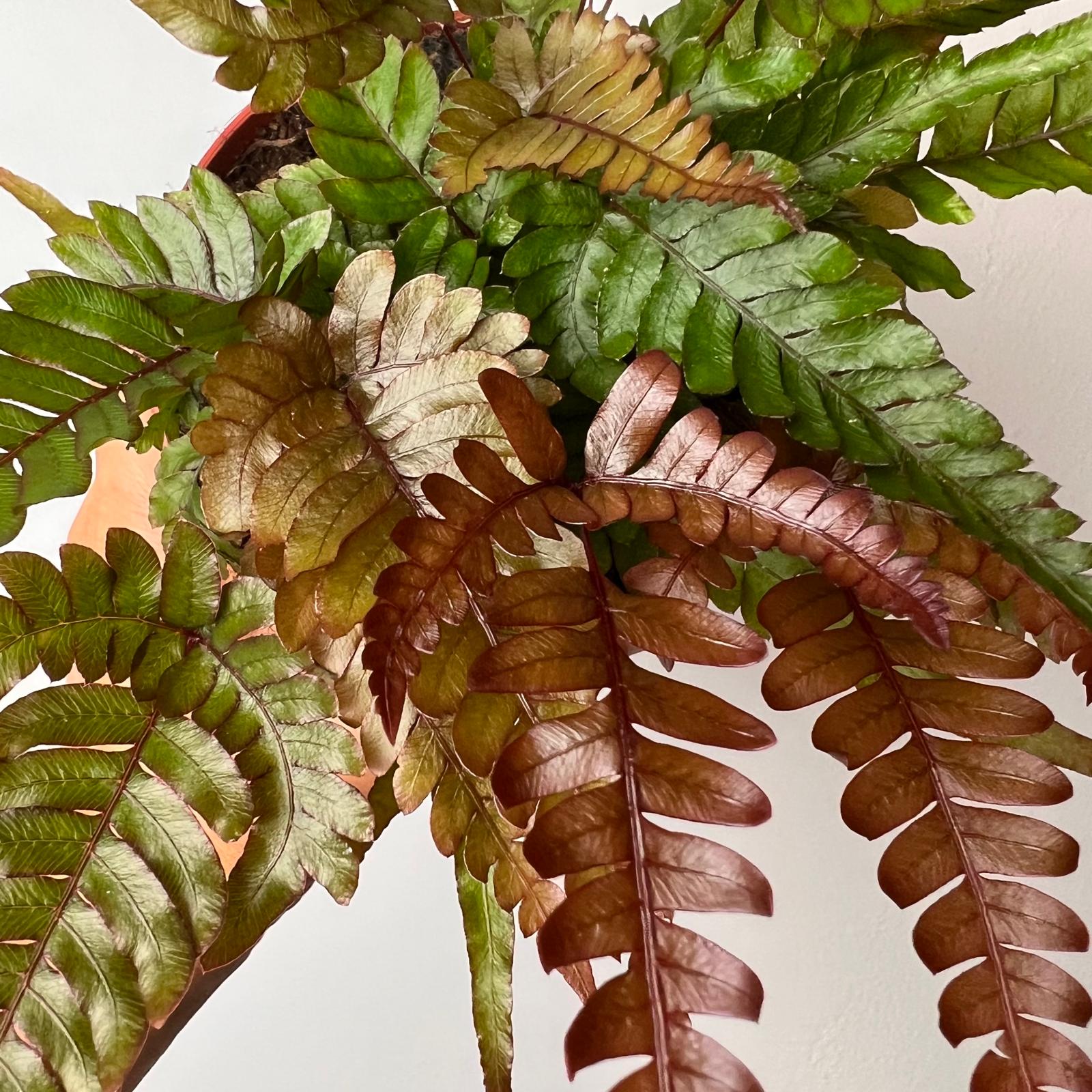 Pteris quadriaurita 'Tricolor'