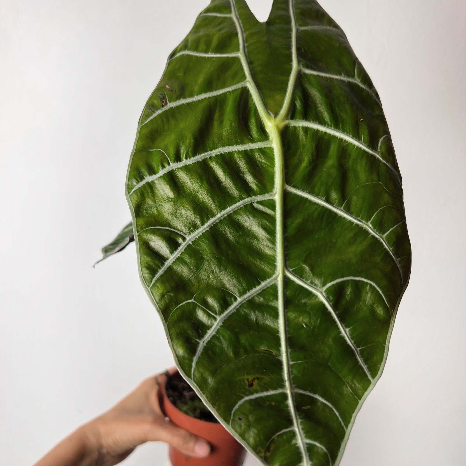 Alocasia Watsonia Big Form