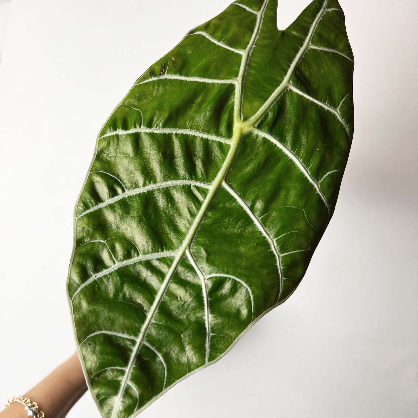 Alocasia Watsonia Big Form