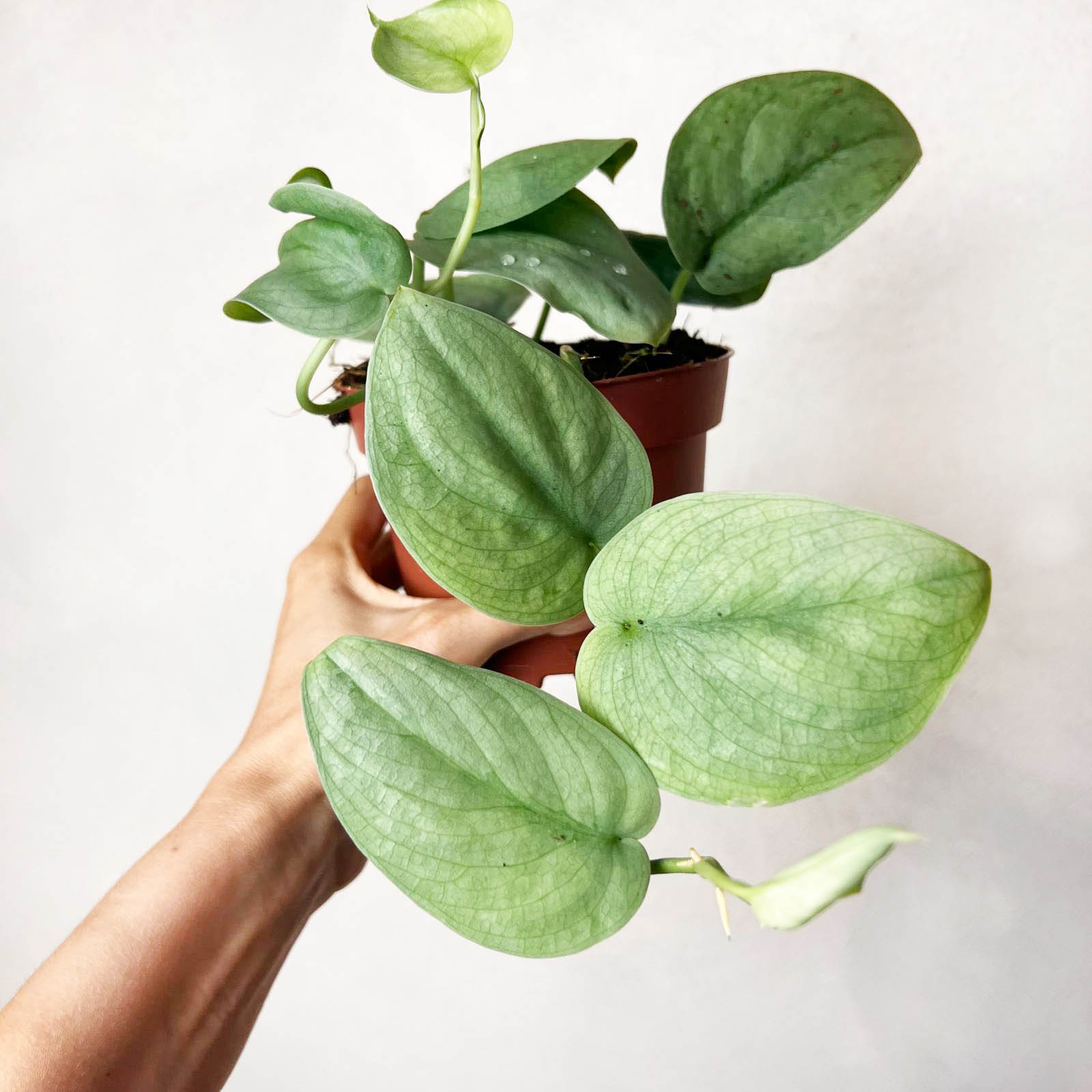 scindapsus Silver Hero