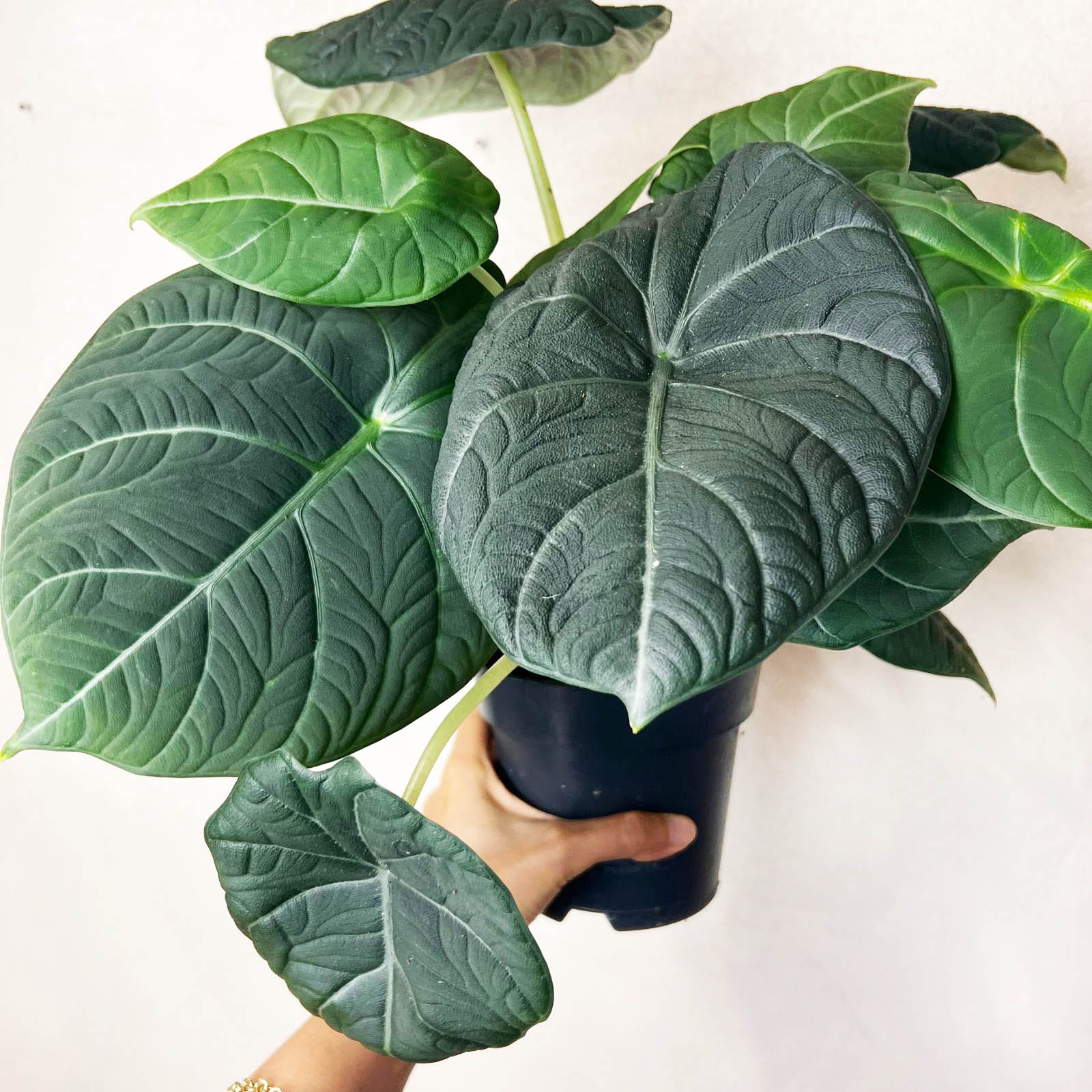 Alocasia Maharani  Grey Dragon