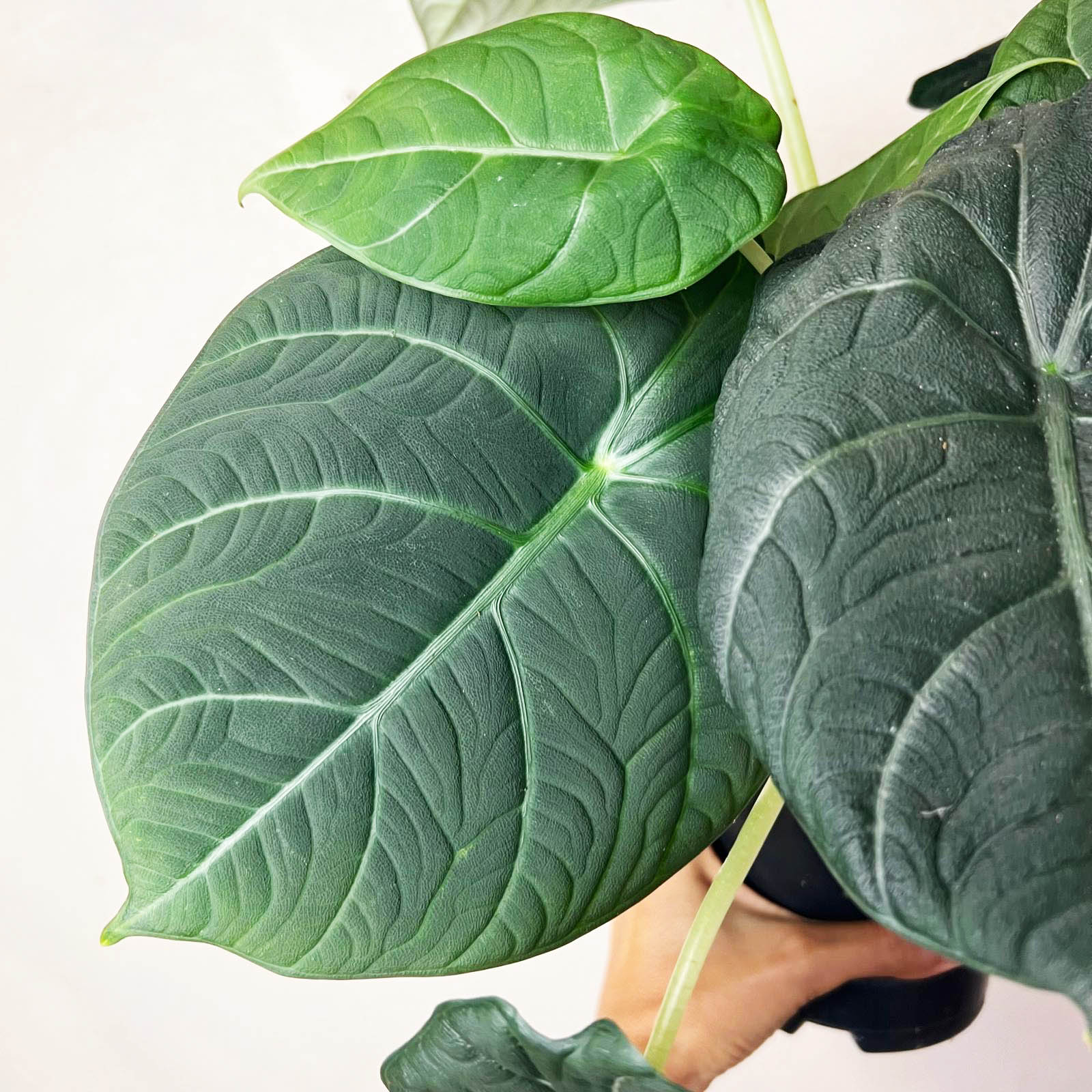 Alocasia Maharani  Grey Dragon