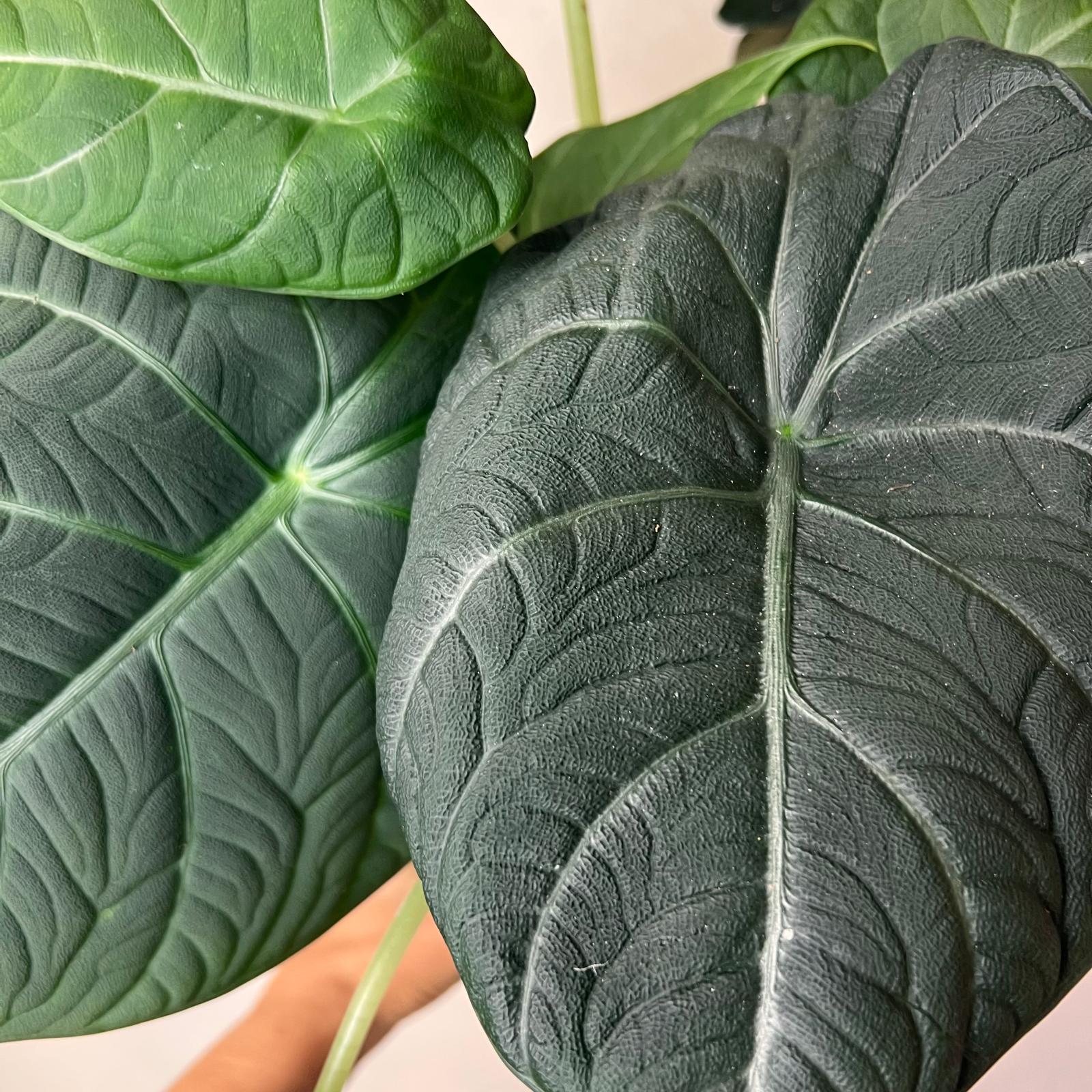 Alocasia Maharani  Grey Dragon