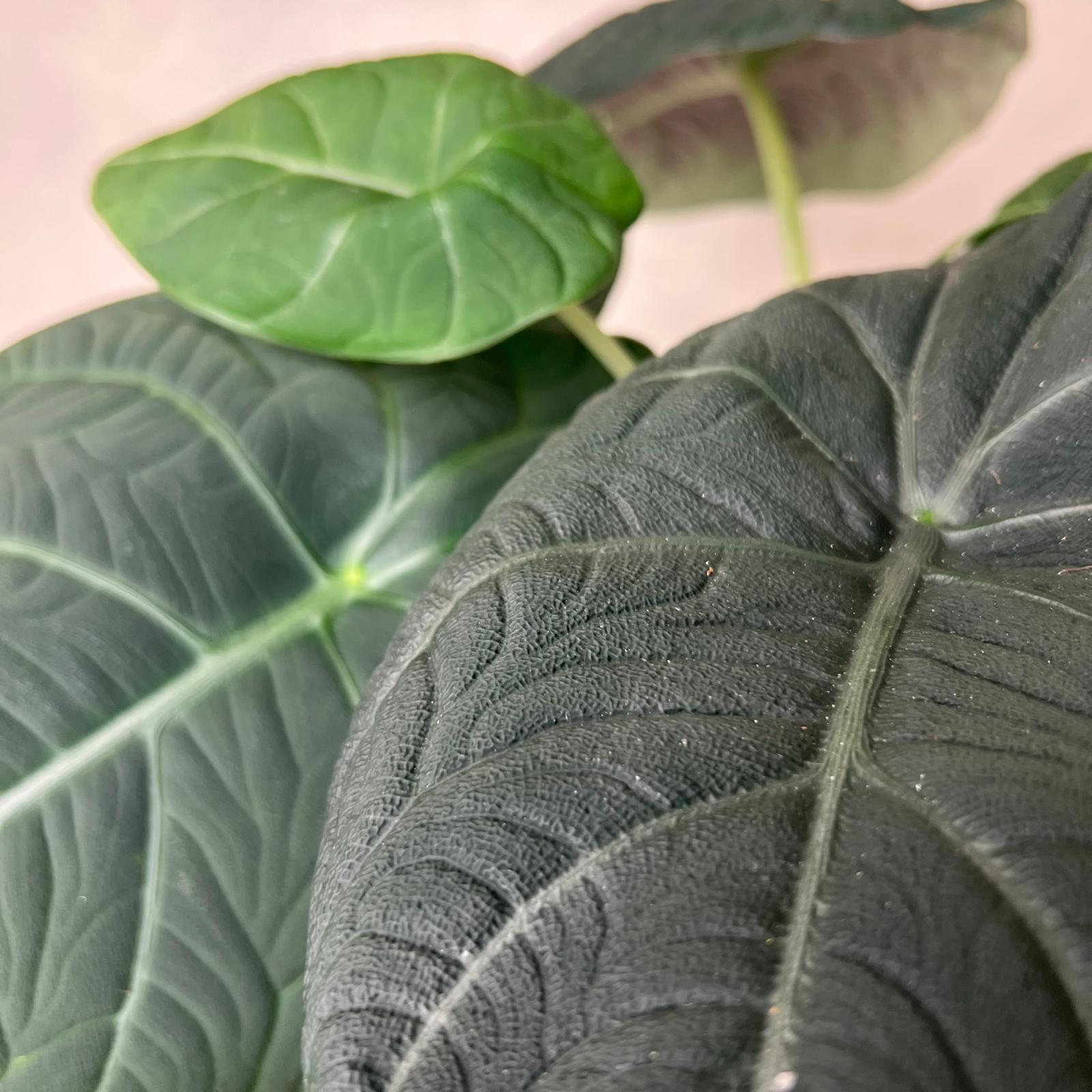 Alocasia Maharani  Grey Dragon