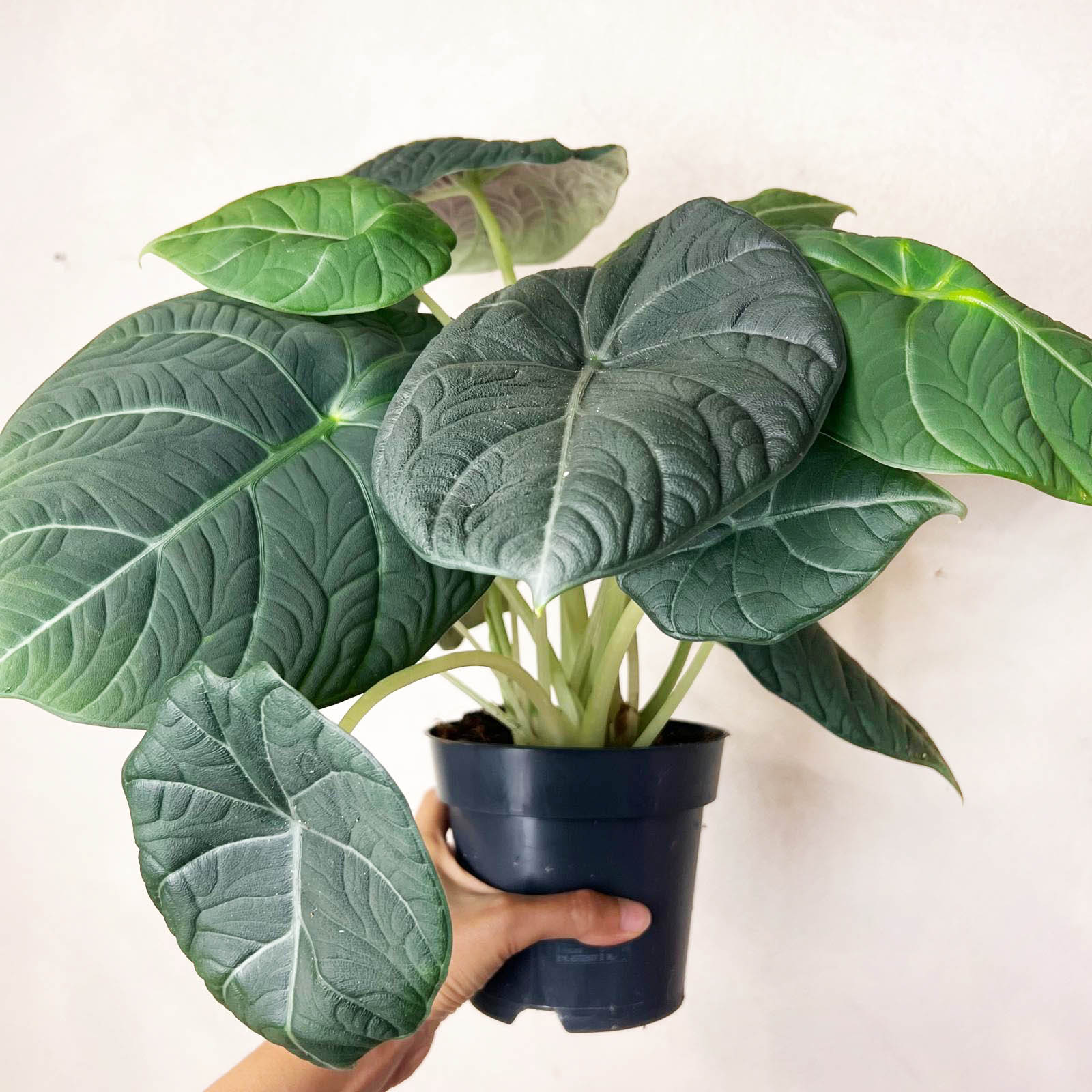 Alocasia Maharani  Grey Dragon