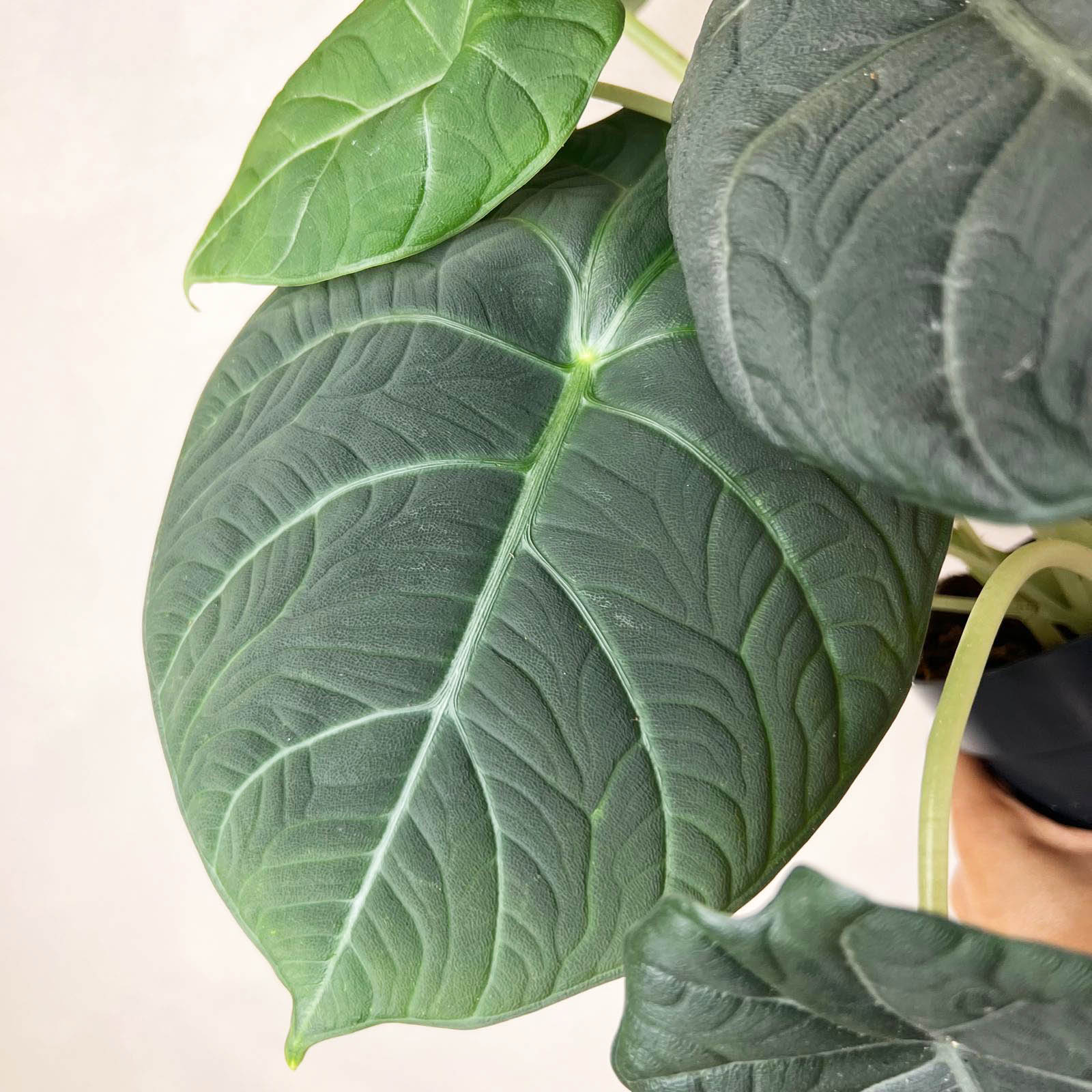 Alocasia Maharani  Grey Dragon