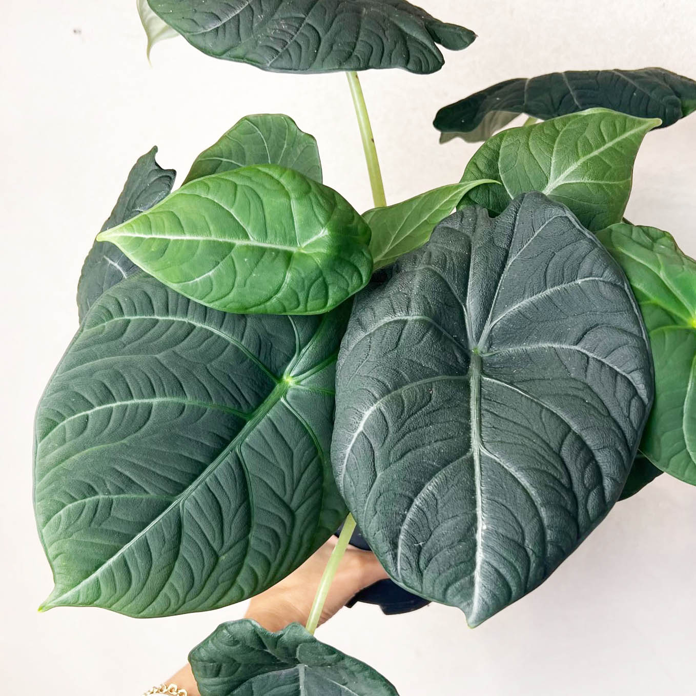 Alocasia Maharani  Grey Dragon