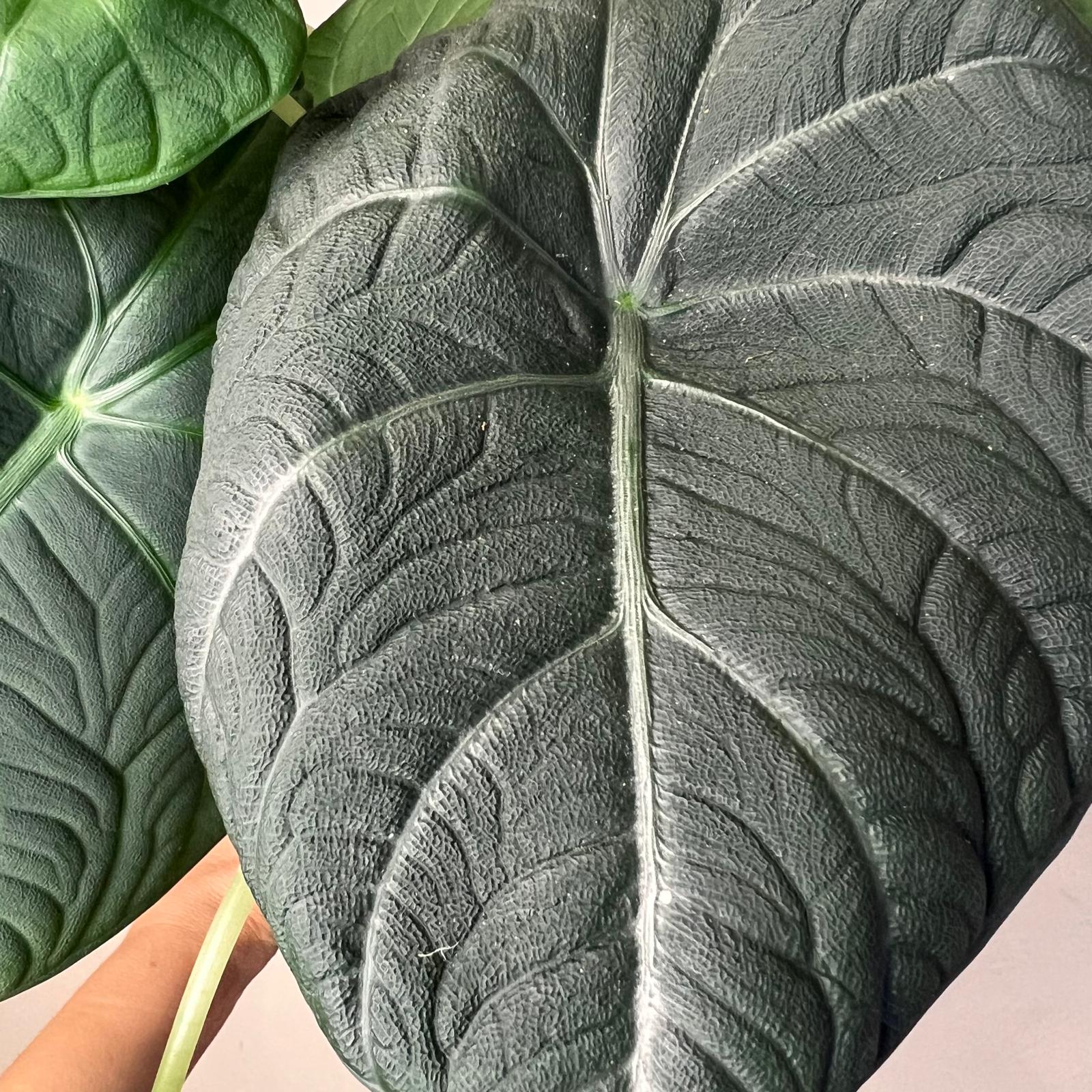 Alocasia Maharani  Grey Dragon