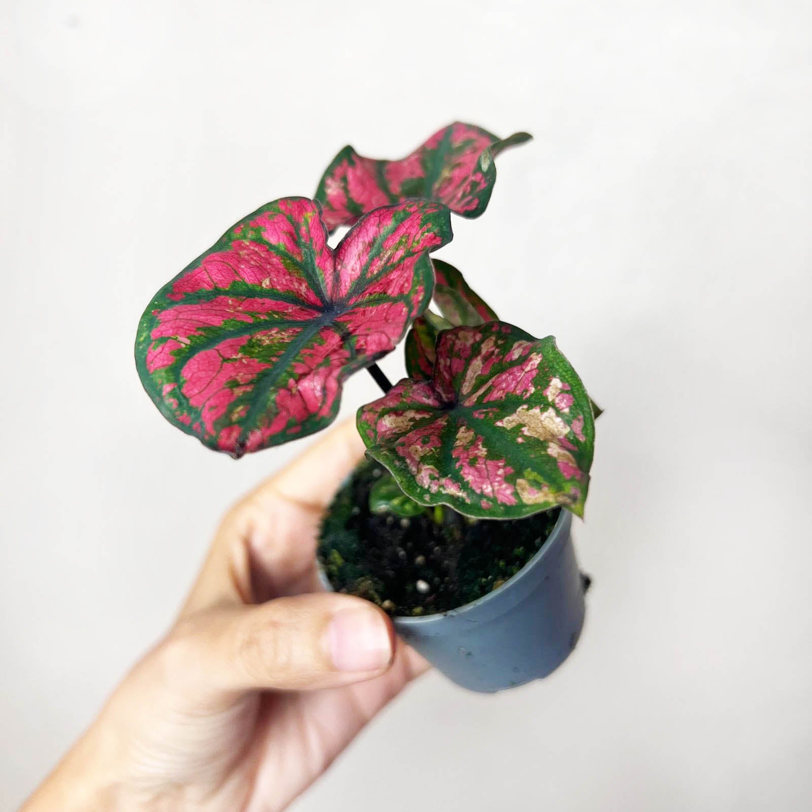 3 baby Caladium mix