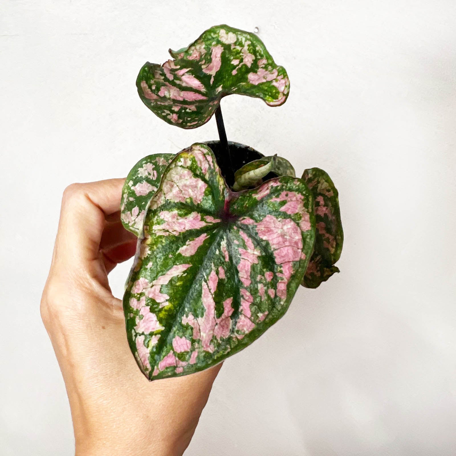 3 baby Caladium mix