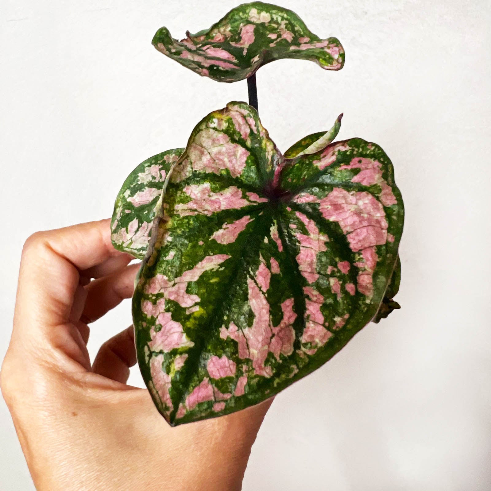 3 baby Caladium mix