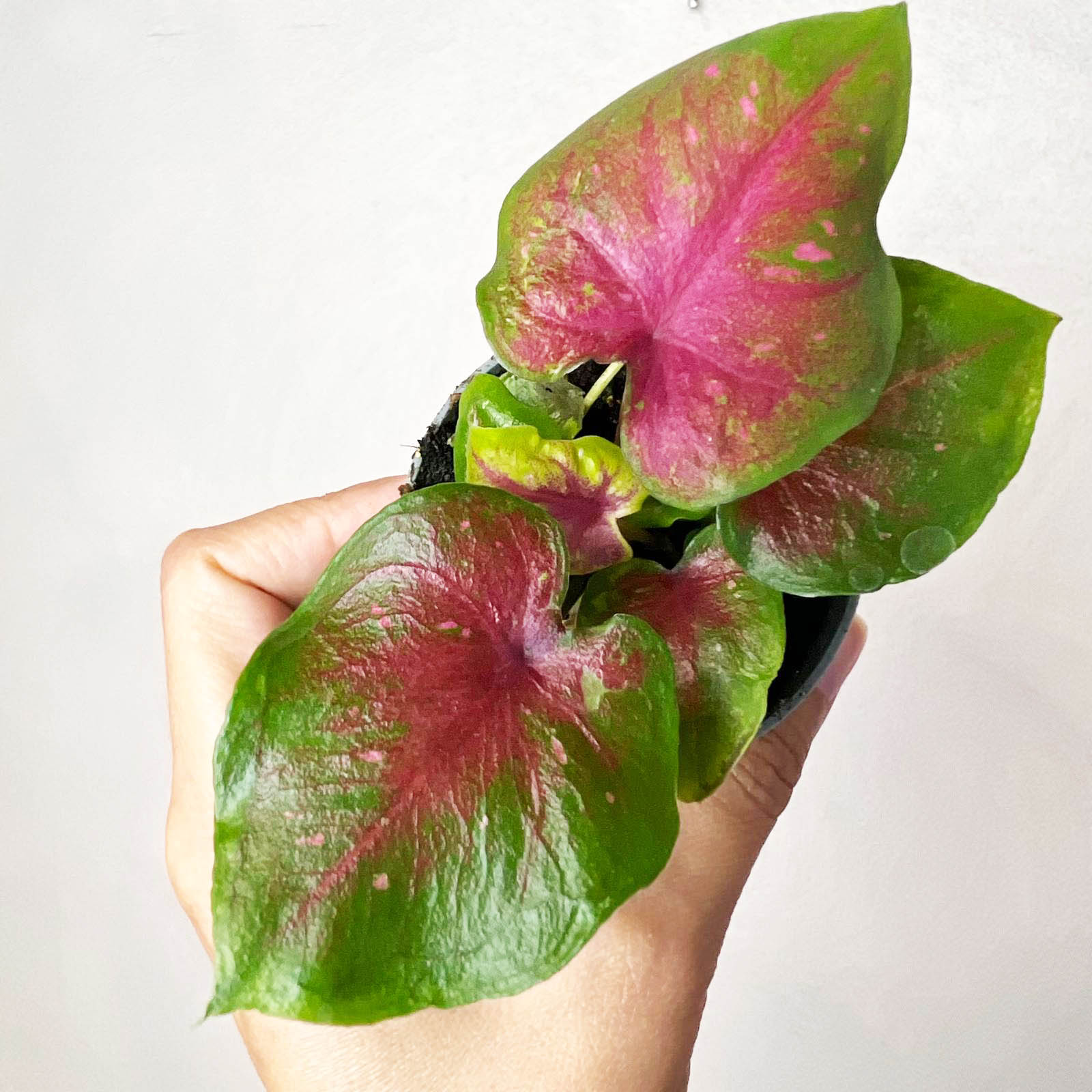 3 baby Caladium mix