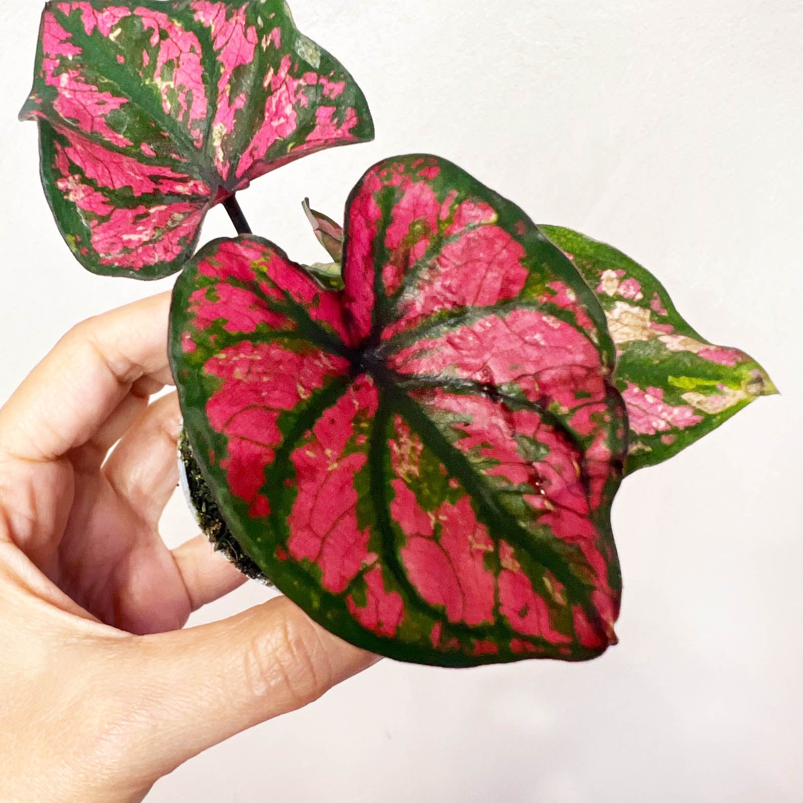 3 baby Caladium mix