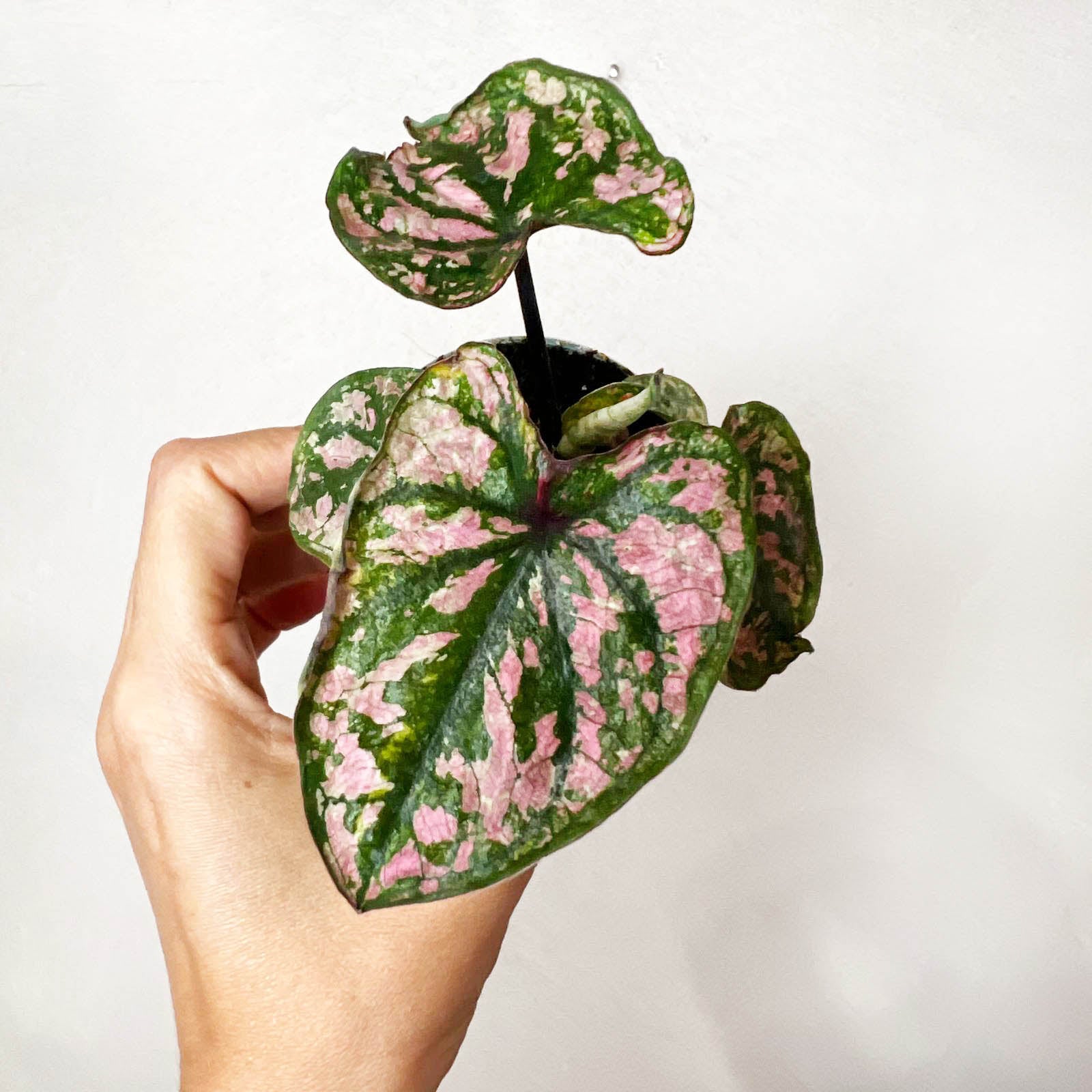 3 baby Caladium mix