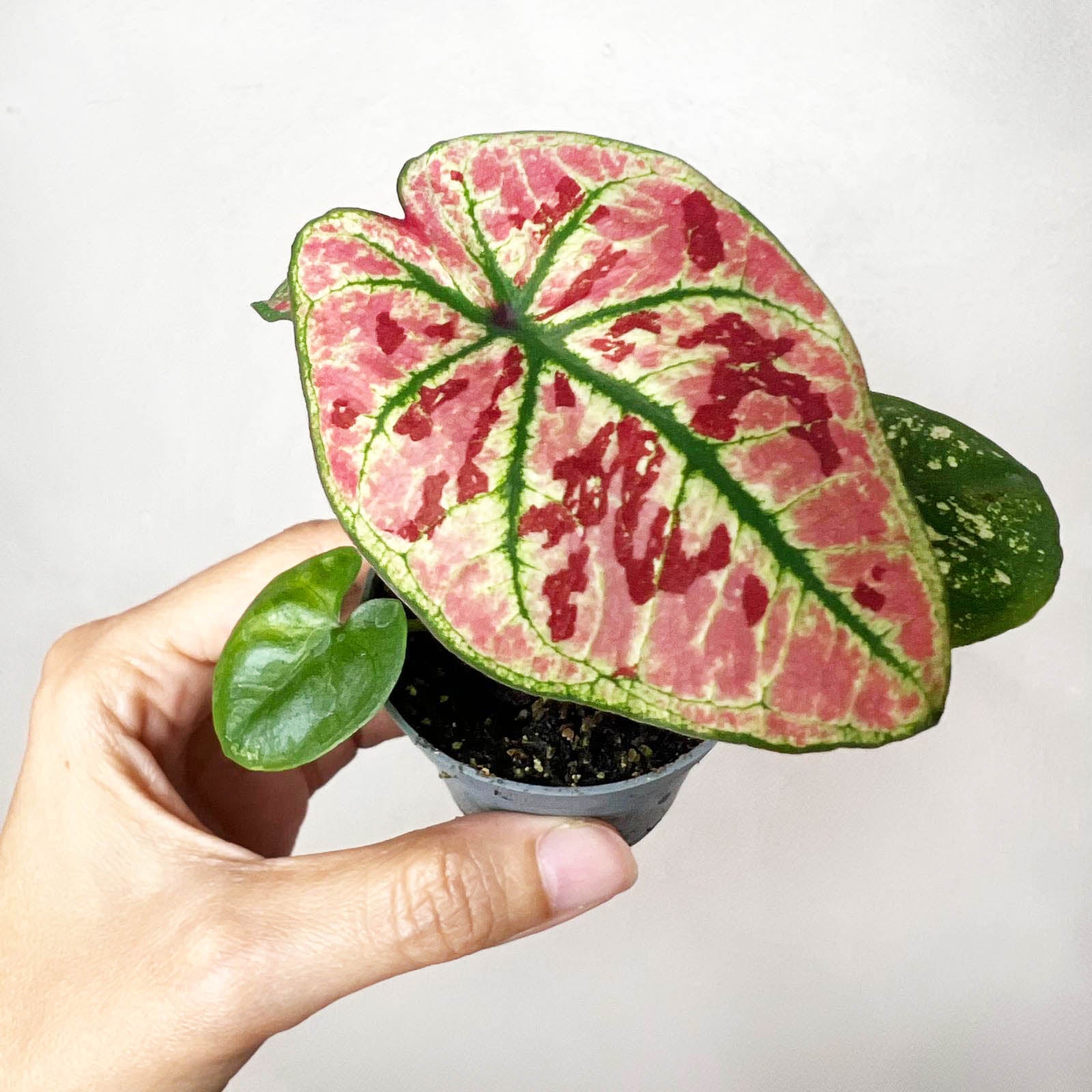3 baby Caladium mix