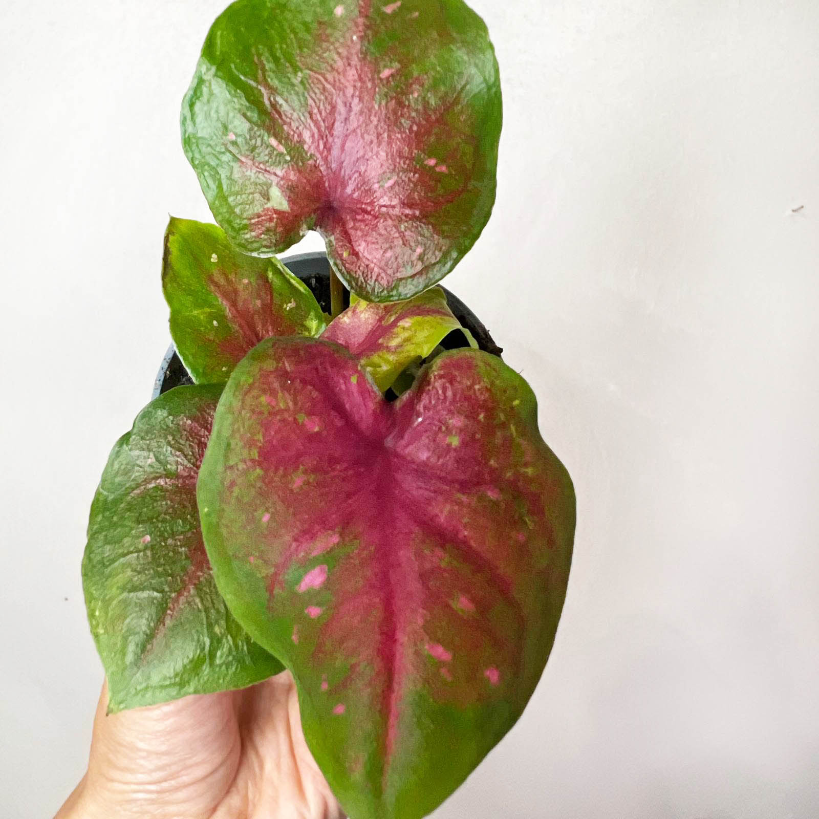 3 baby Caladium mix