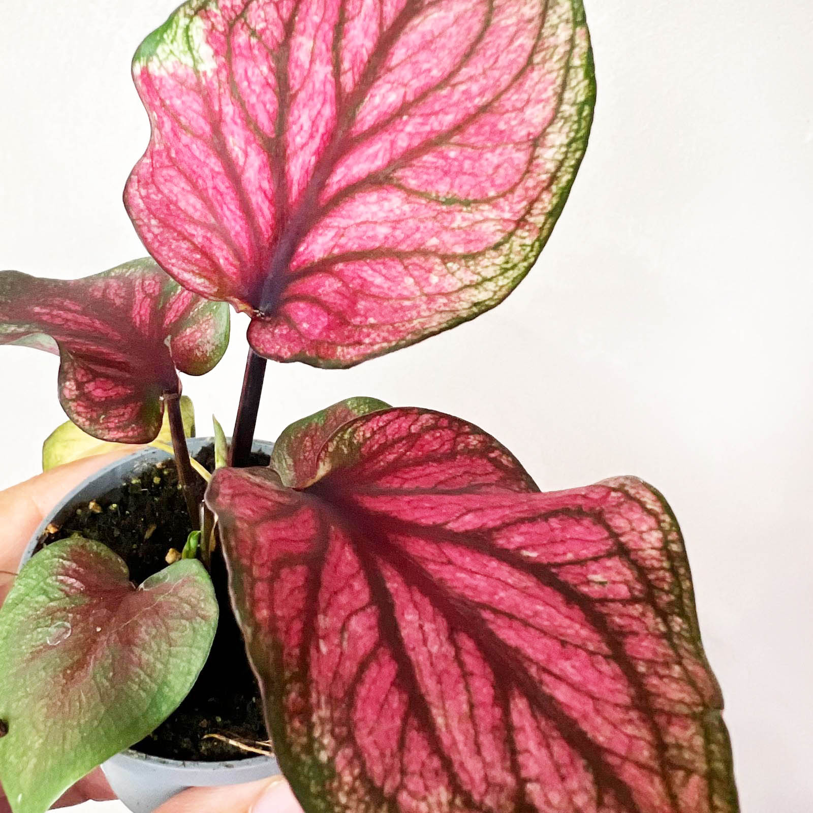 3 baby Caladium mix