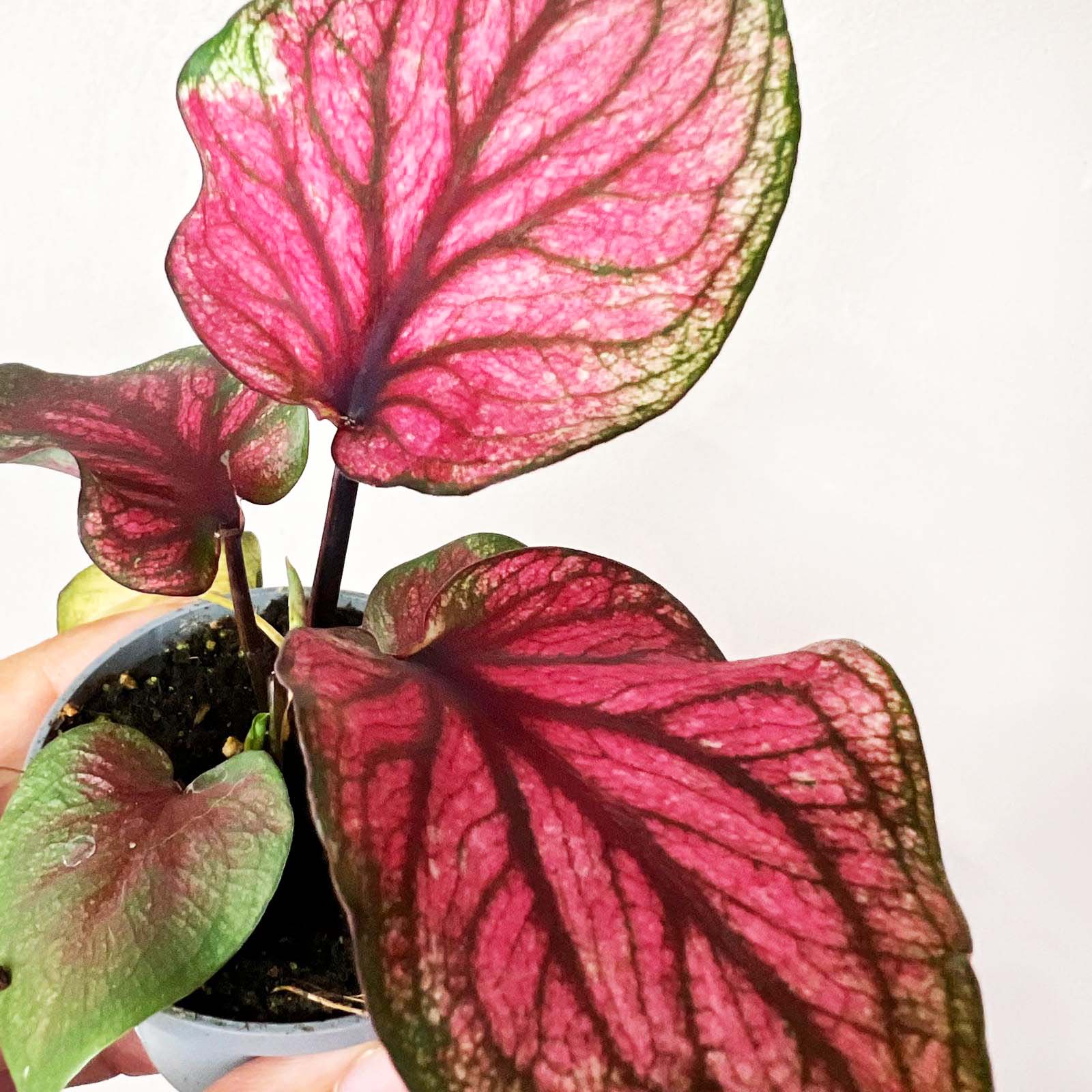 3 baby Caladium mix
