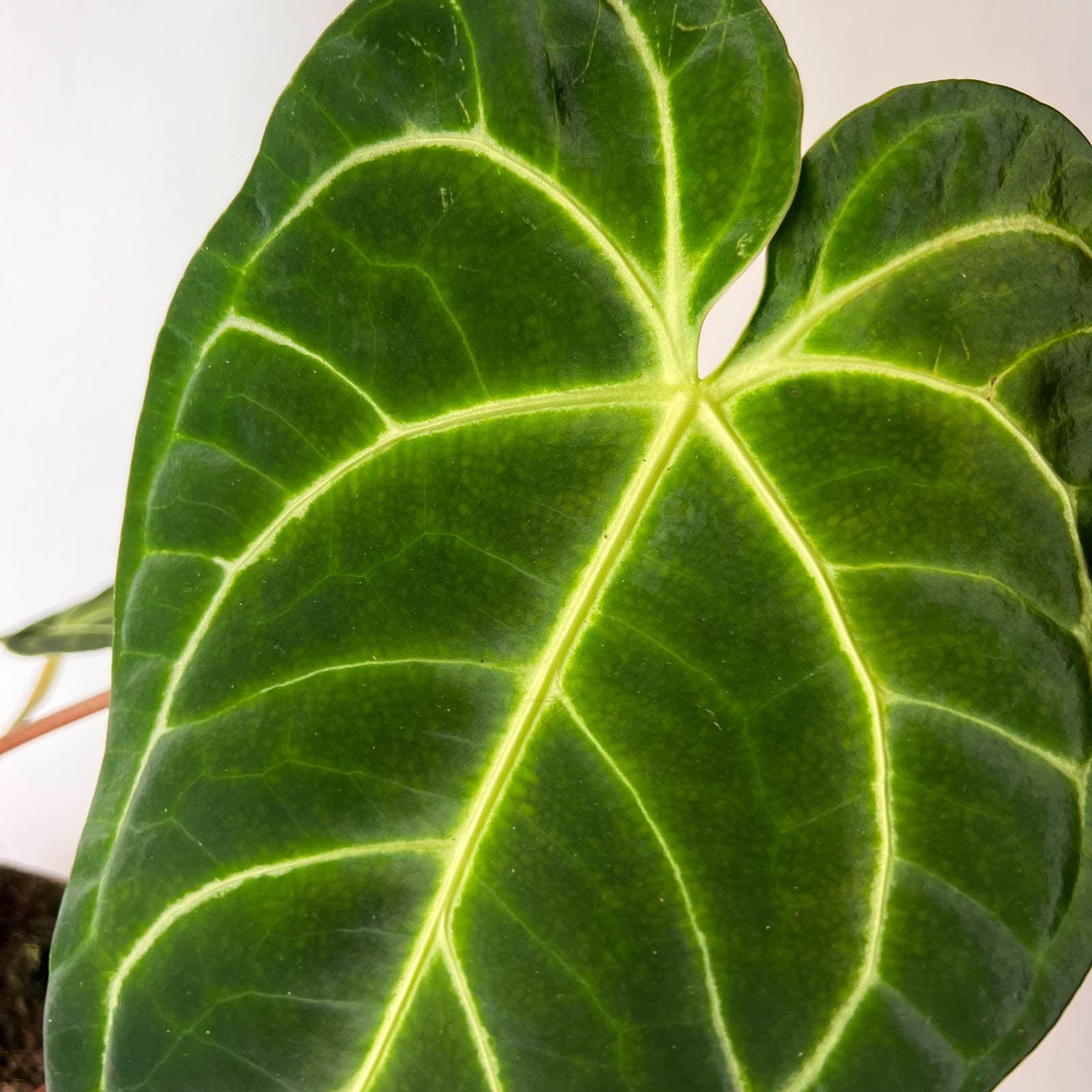Anthurium Regale