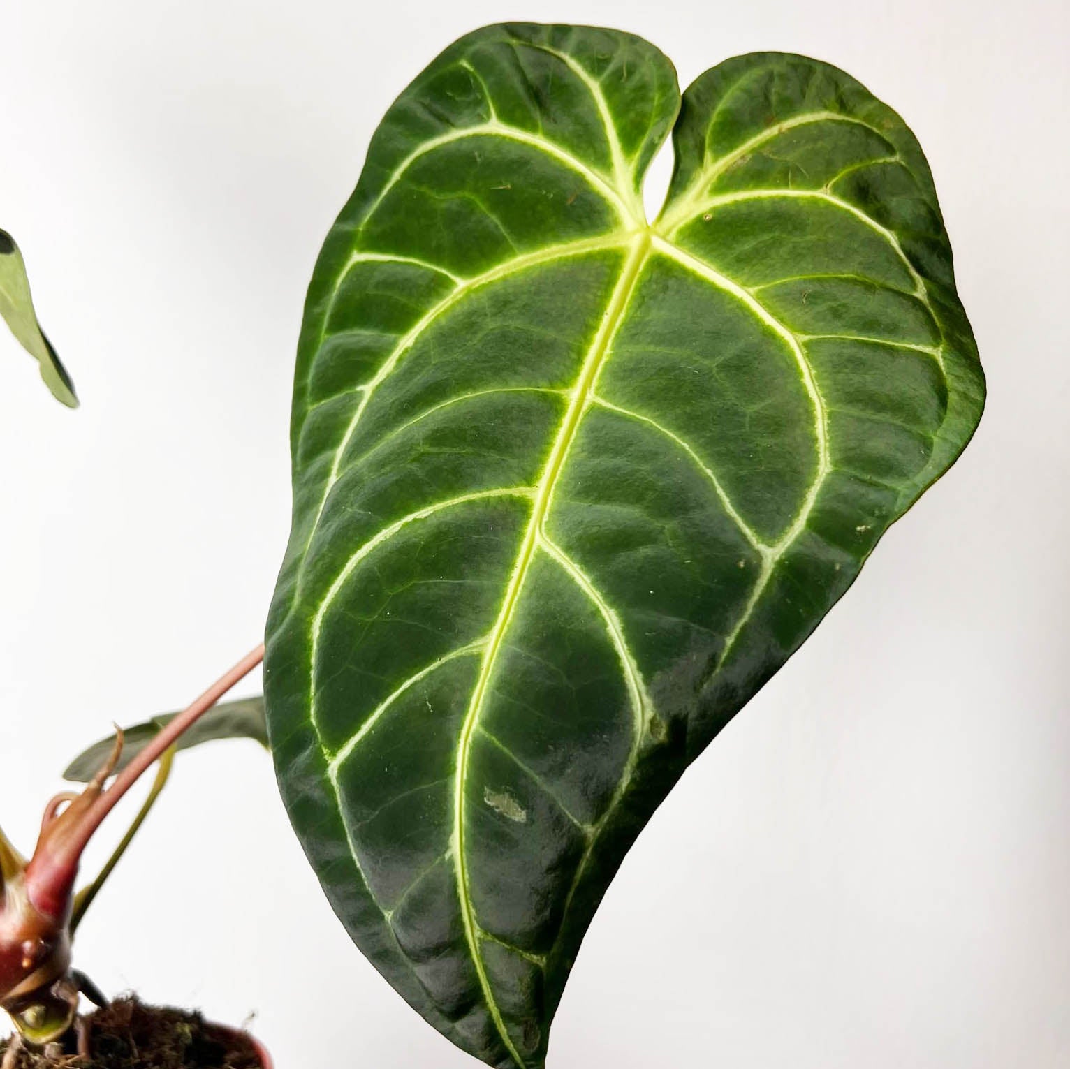 Anthurium Regale