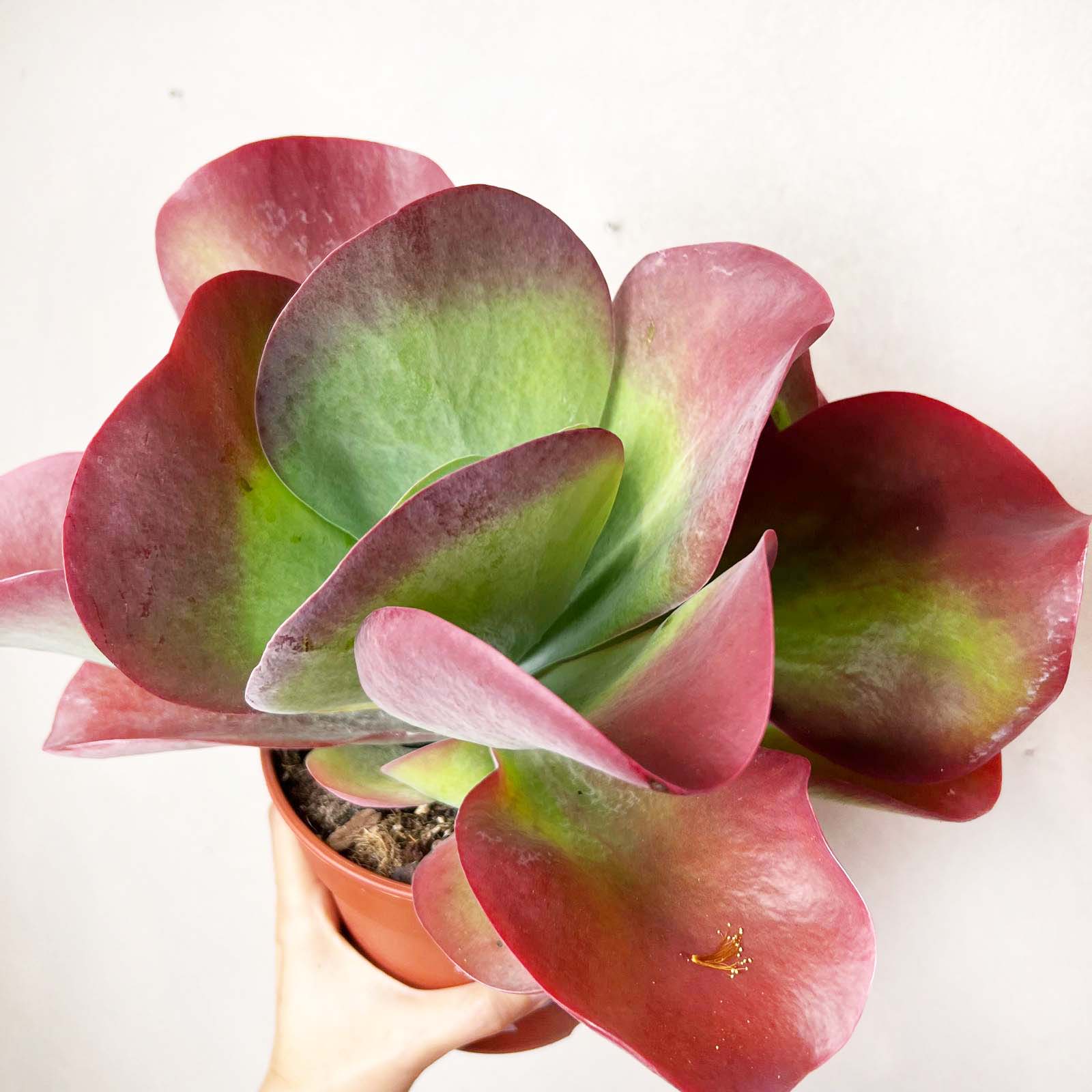 Kalanchoe Thyrsiflora