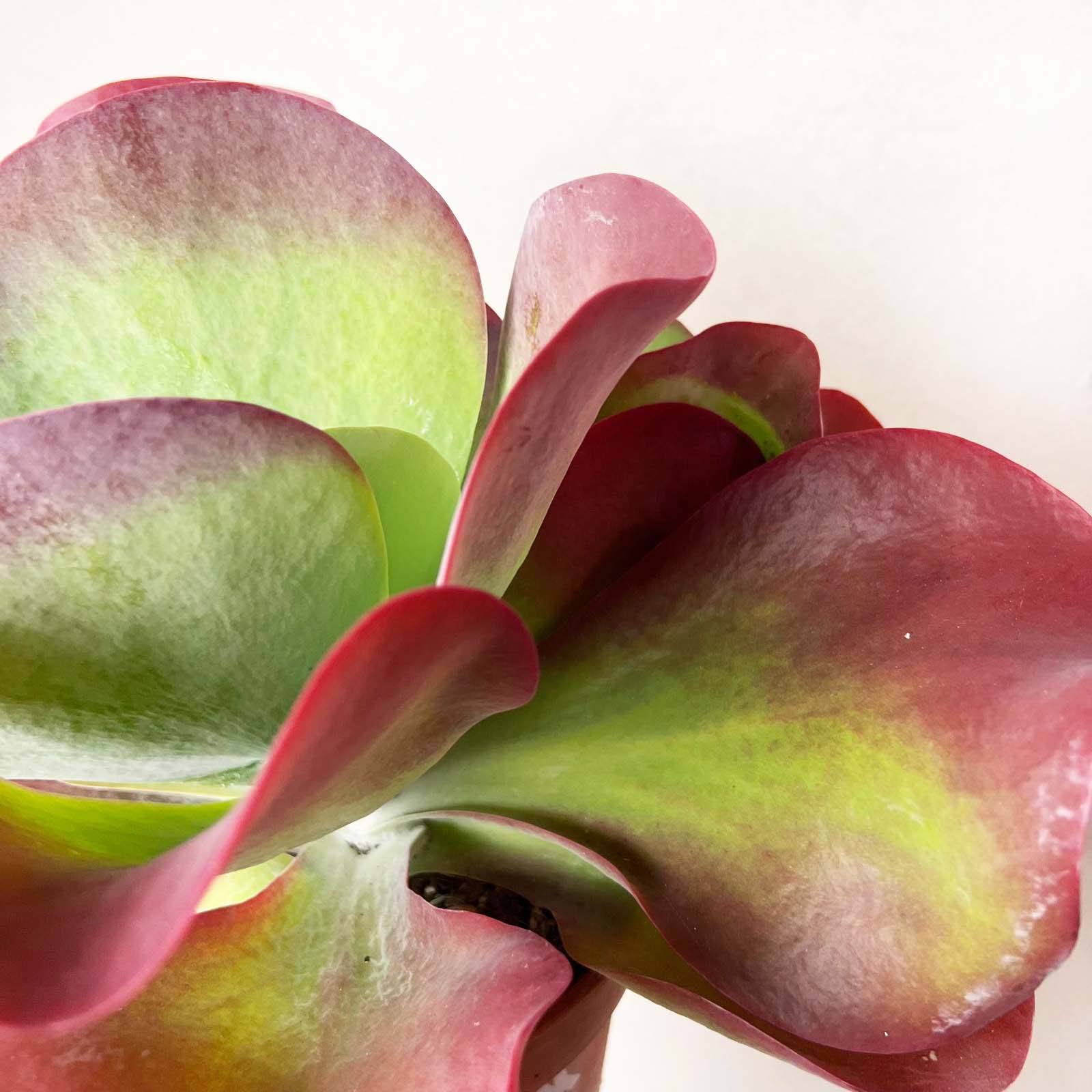 Kalanchoe Thyrsiflora