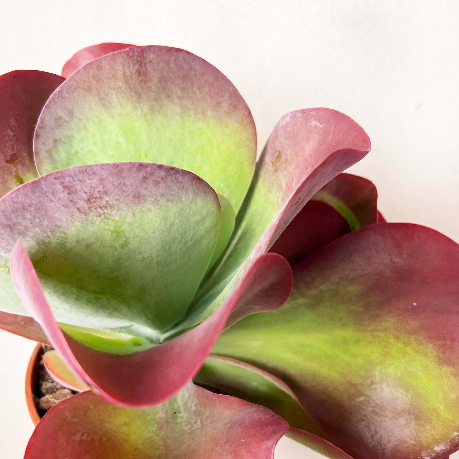 Kalanchoe Thyrsiflora