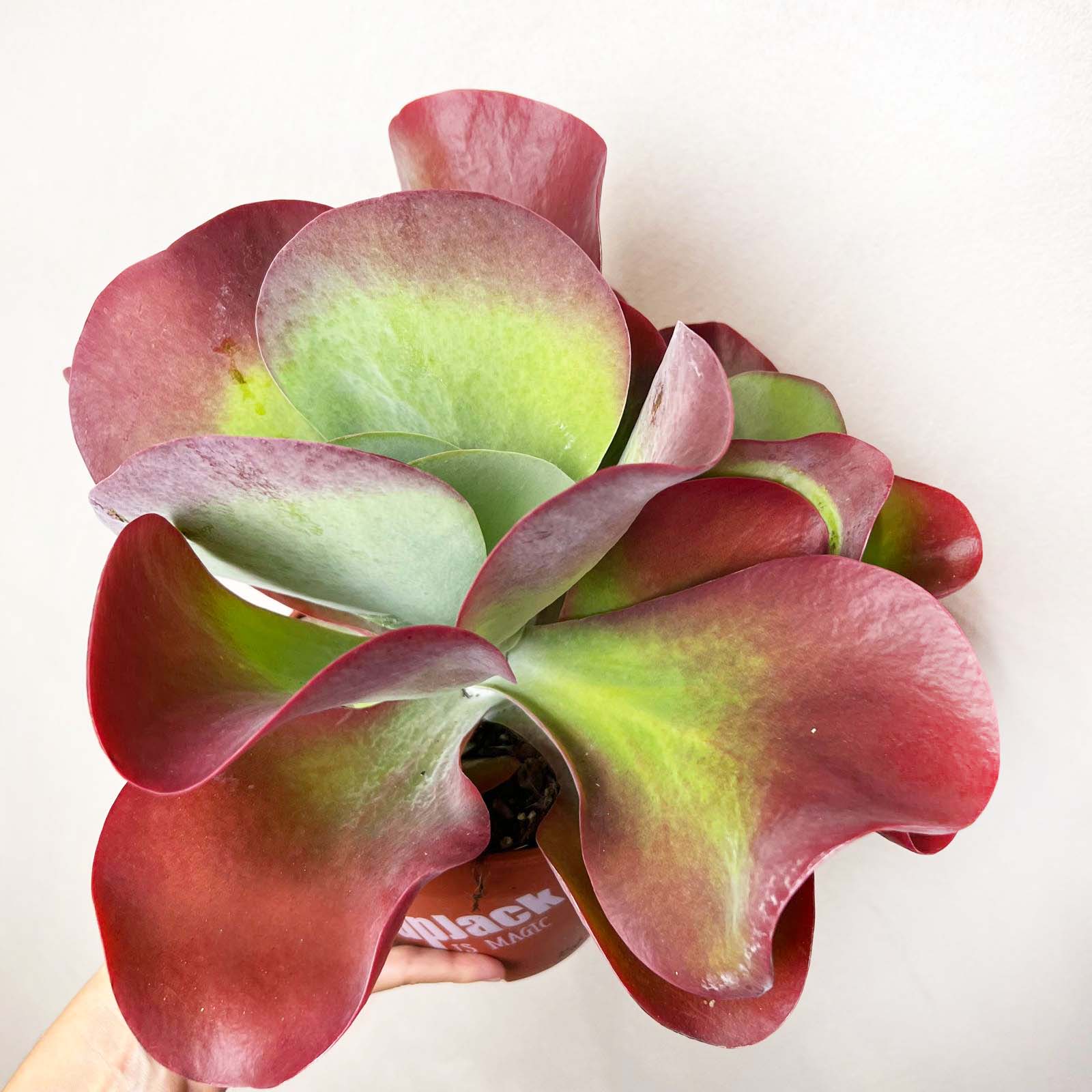 Kalanchoe Thyrsiflora