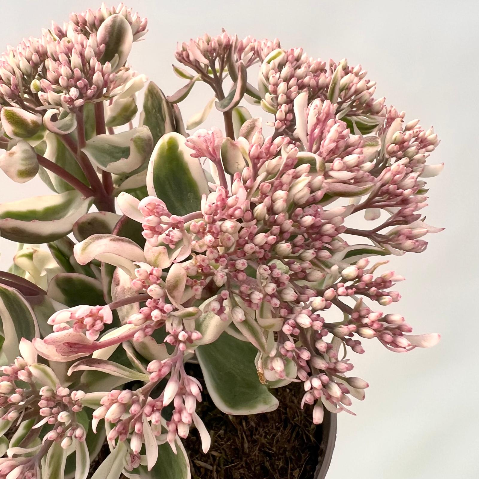 Sedum telephium La vie en Rose