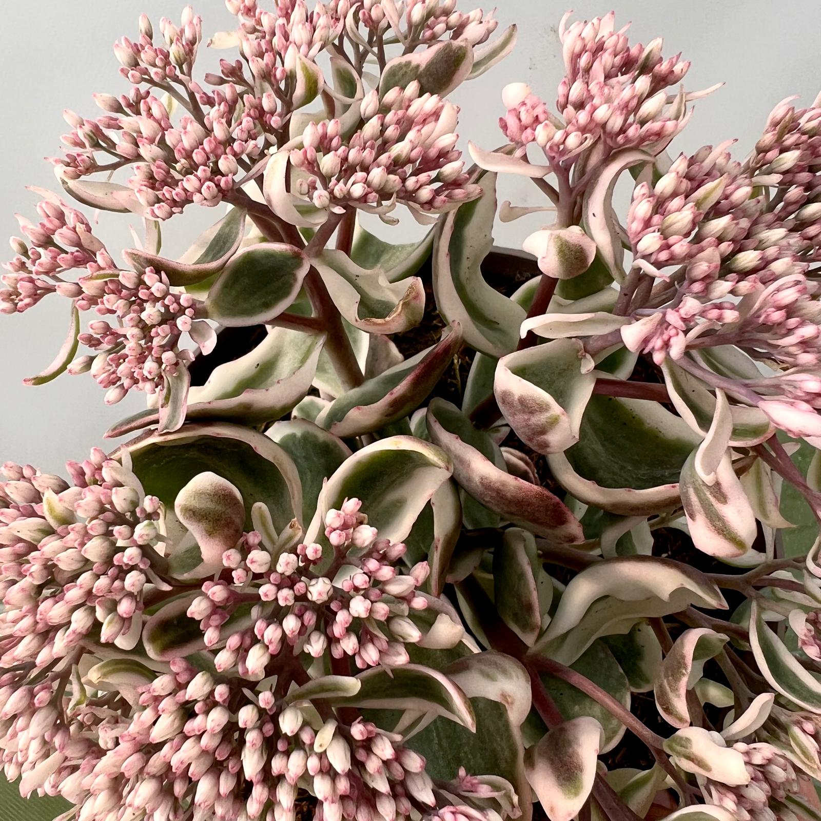 Sedum telephium La vie en Rose