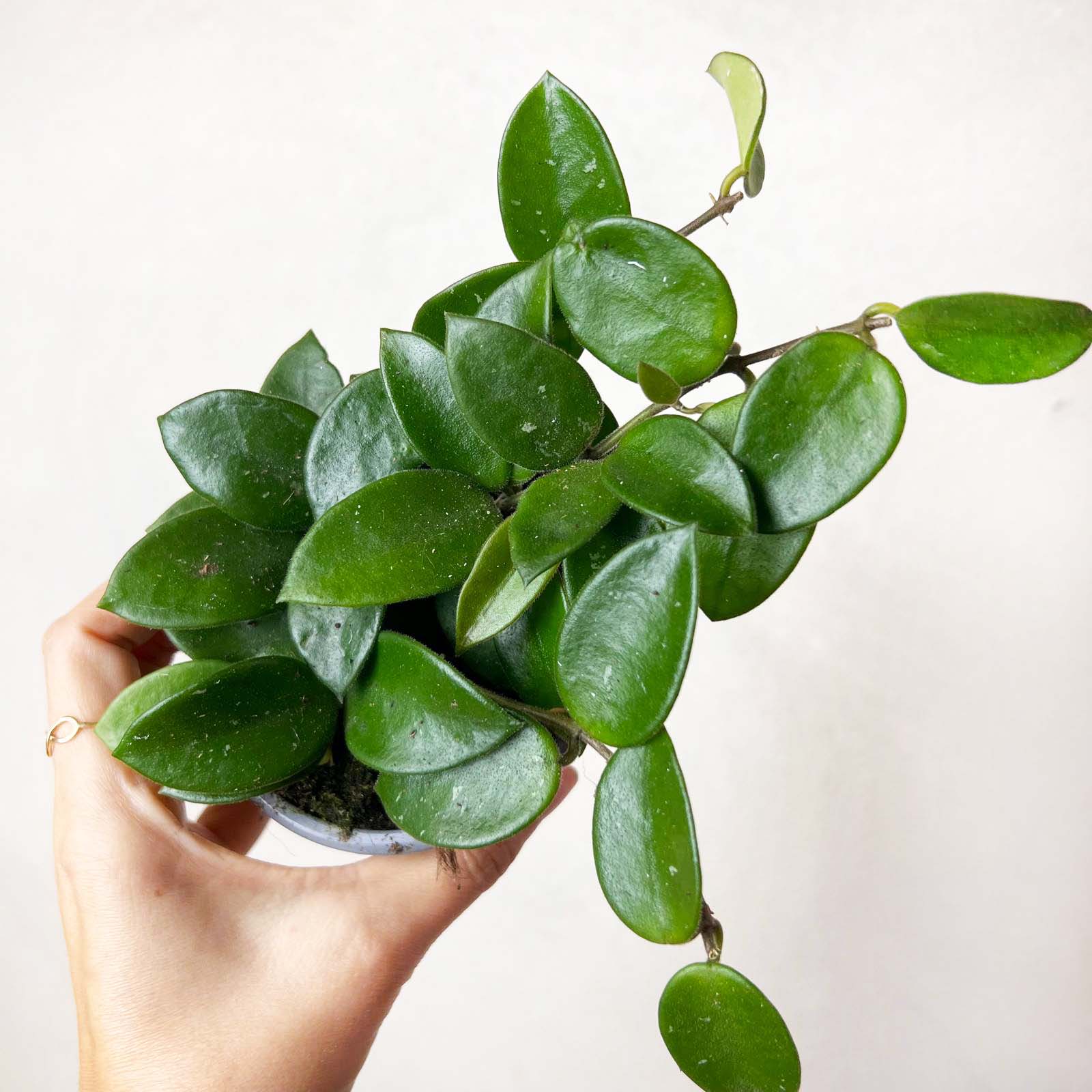 Hoya Chouke