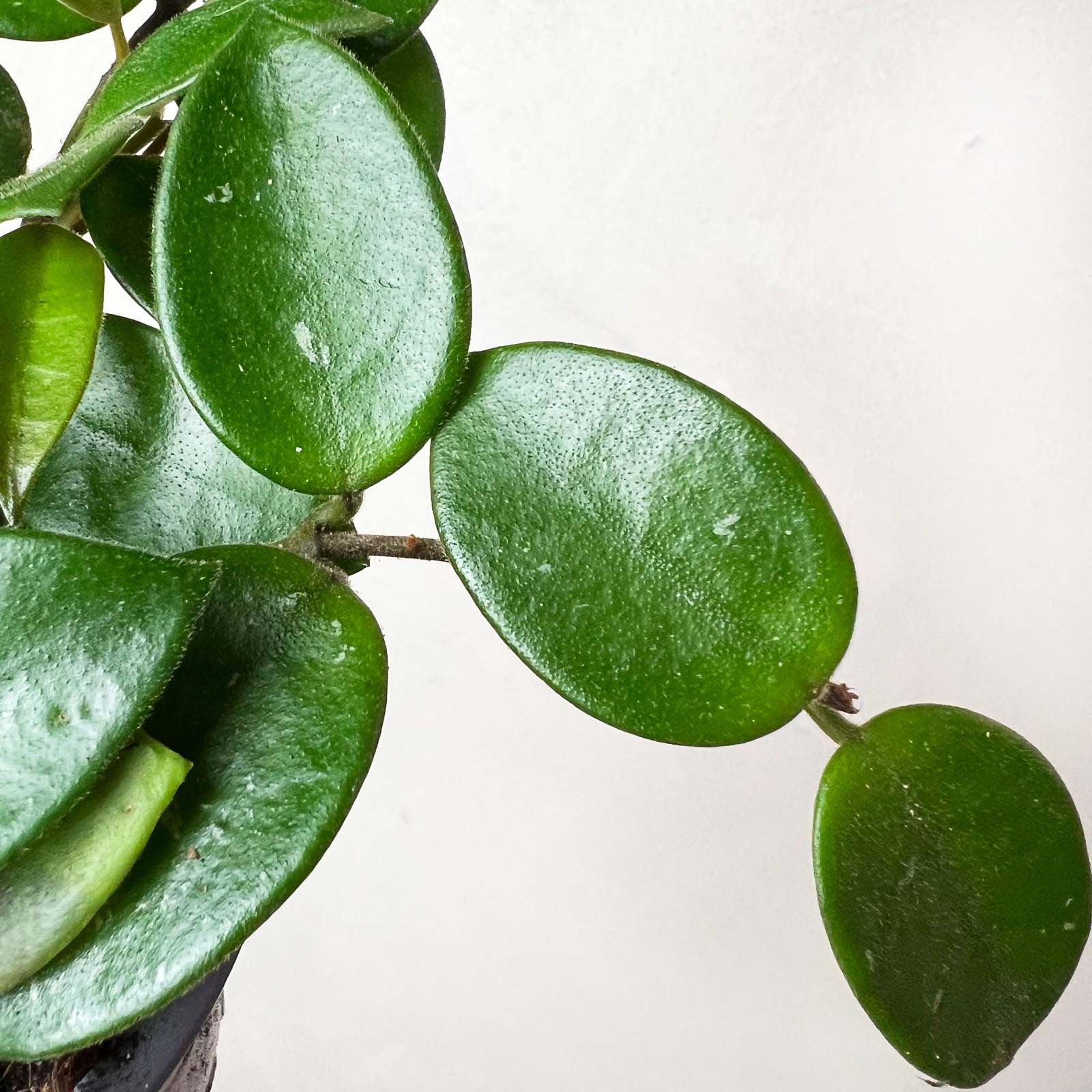Hoya Chouke