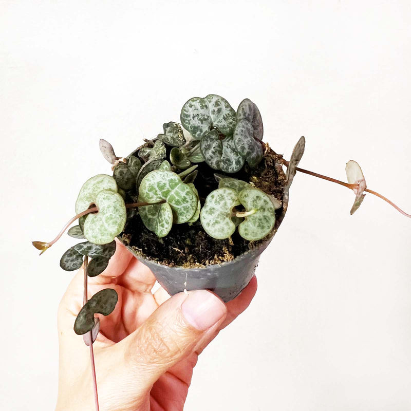 Baby Ceropegia Woodii Baby Ceropegia Woodii