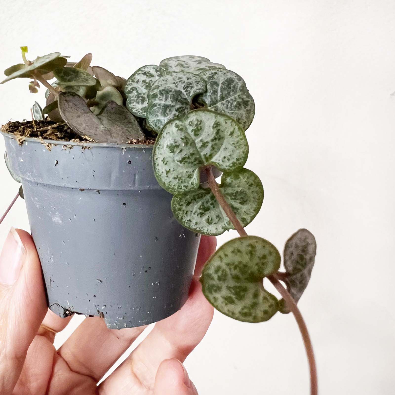 Baby Ceropegia Woodii