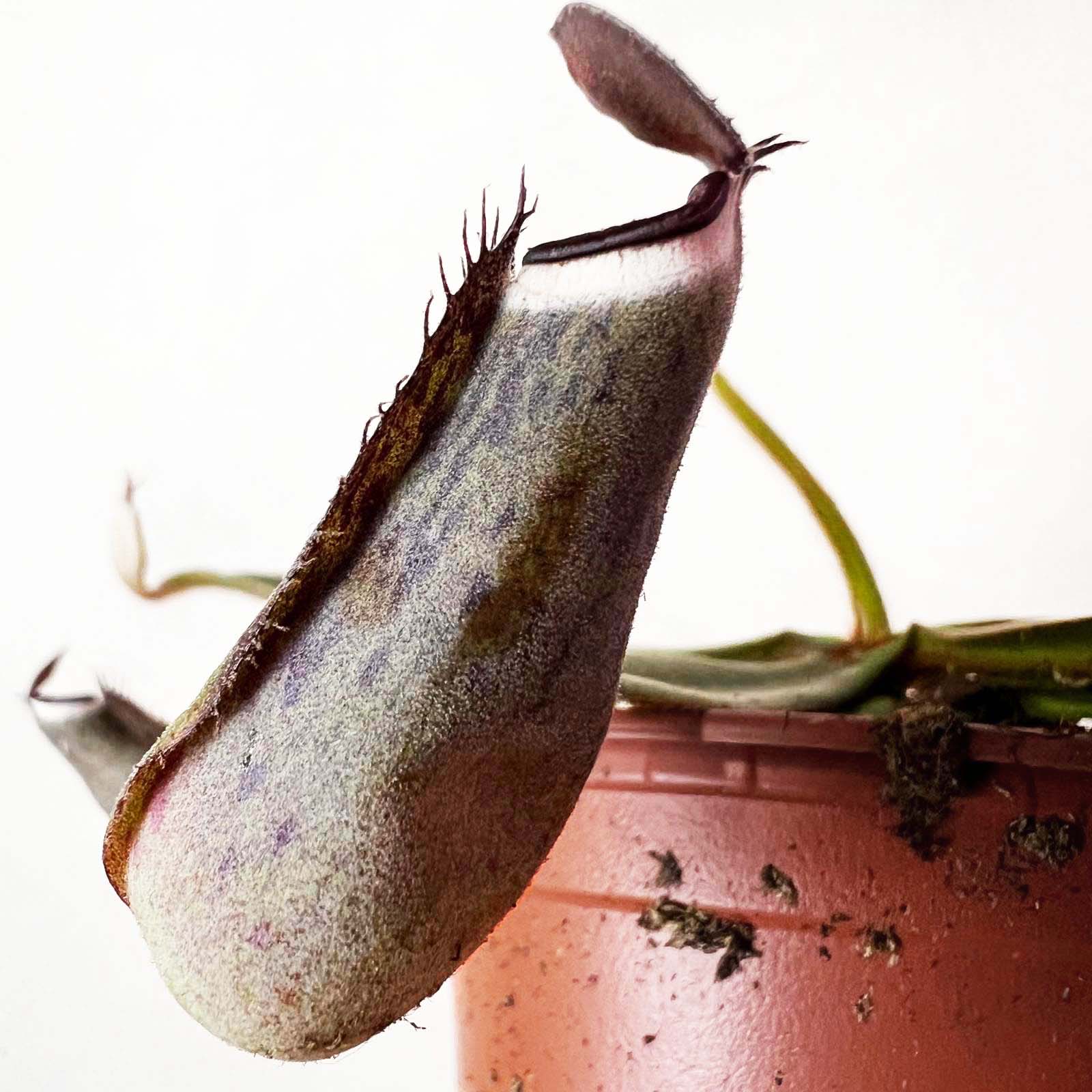 Nepenthes albomarginata