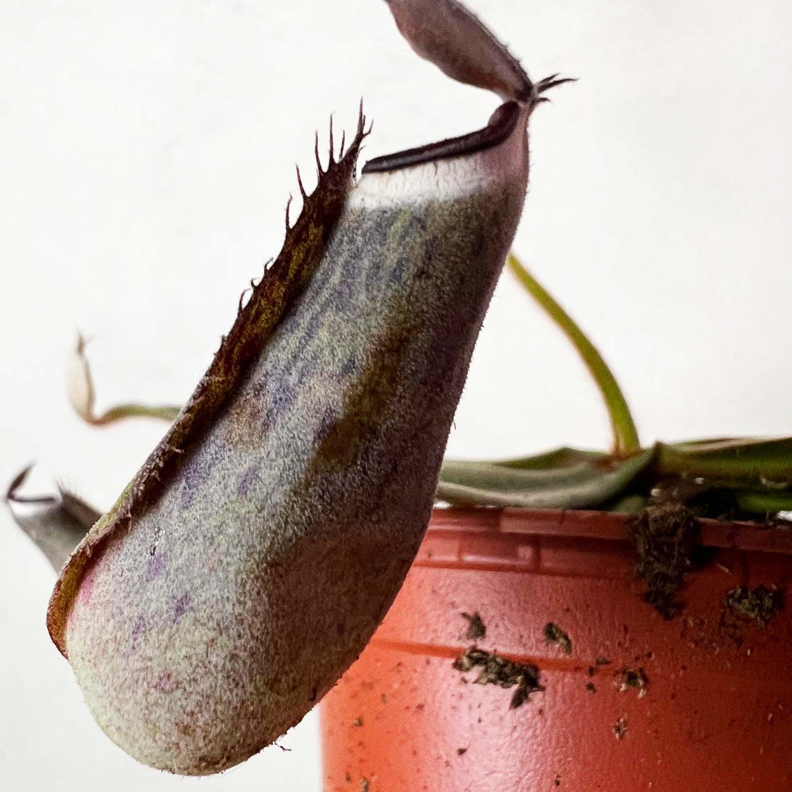 Nepenthes albomarginata