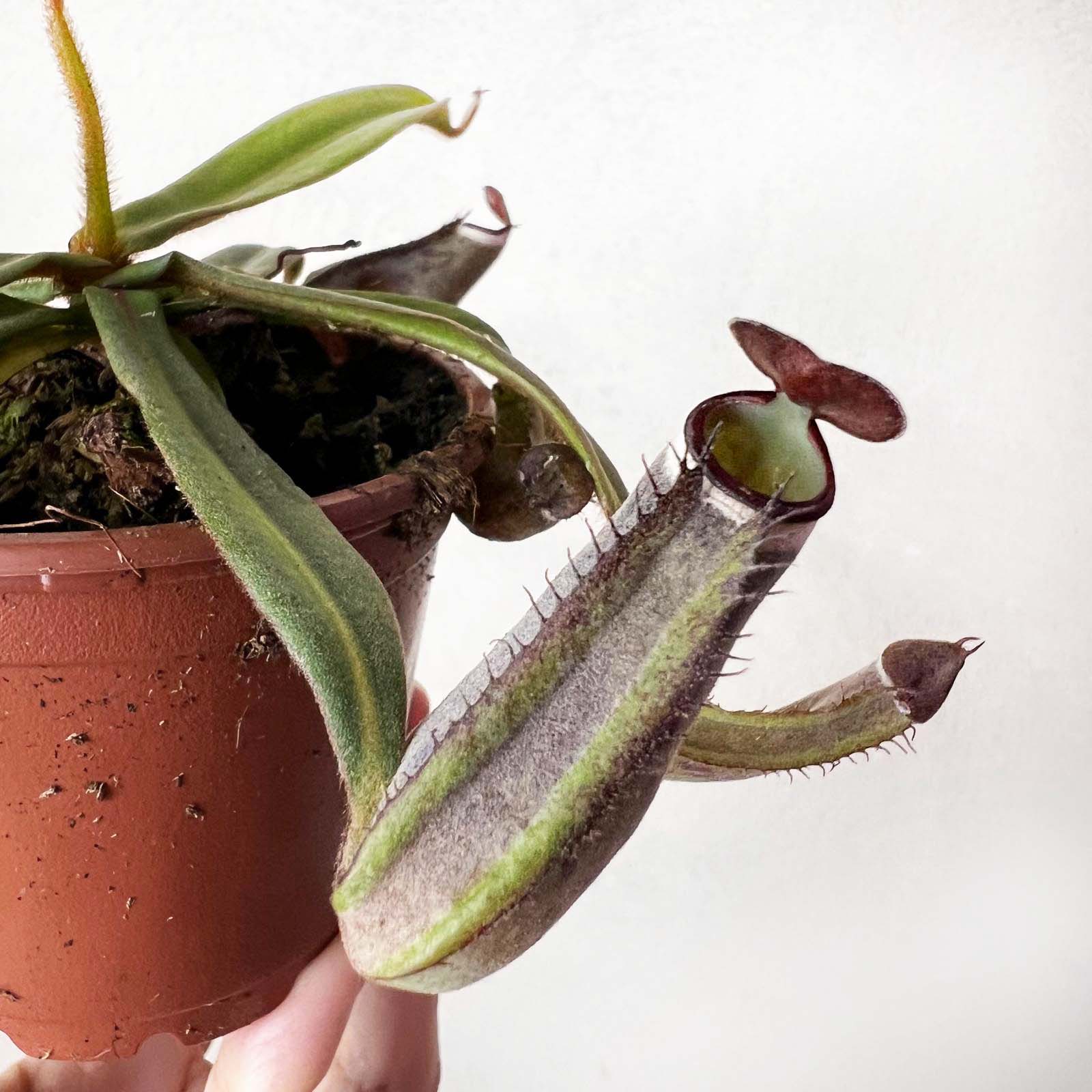 Nepenthes albomarginata